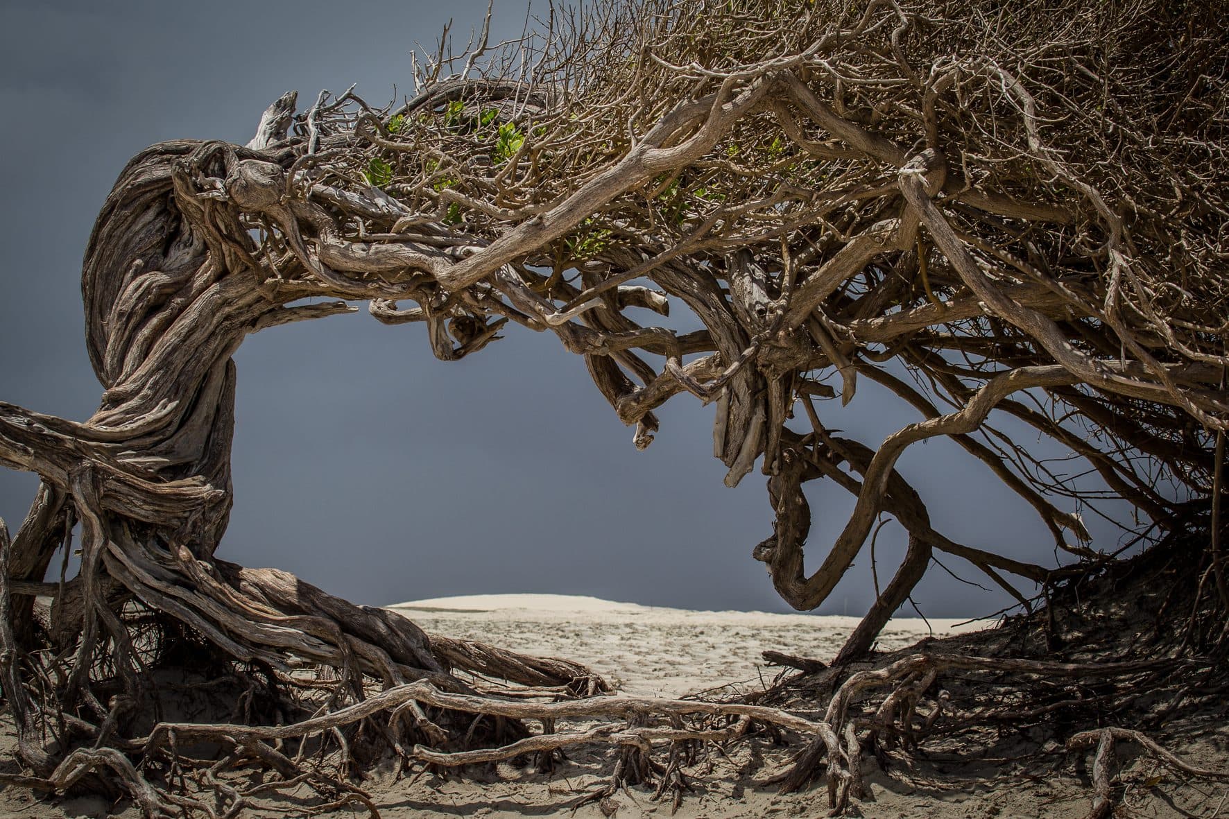 Árvore da Preguiça, Jericoacoara