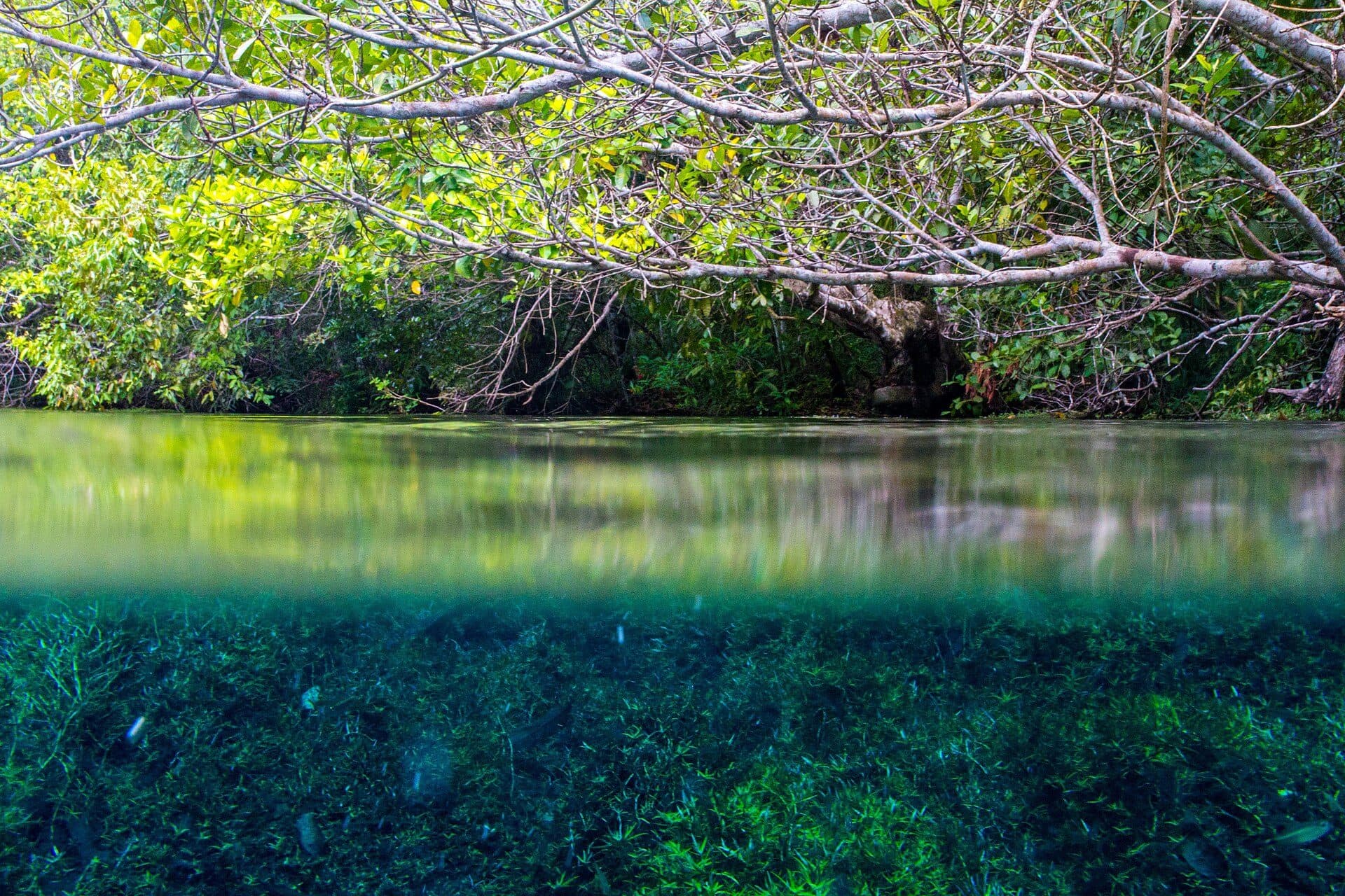 Vista do Rio da Prata cercado pela vegetação nativa