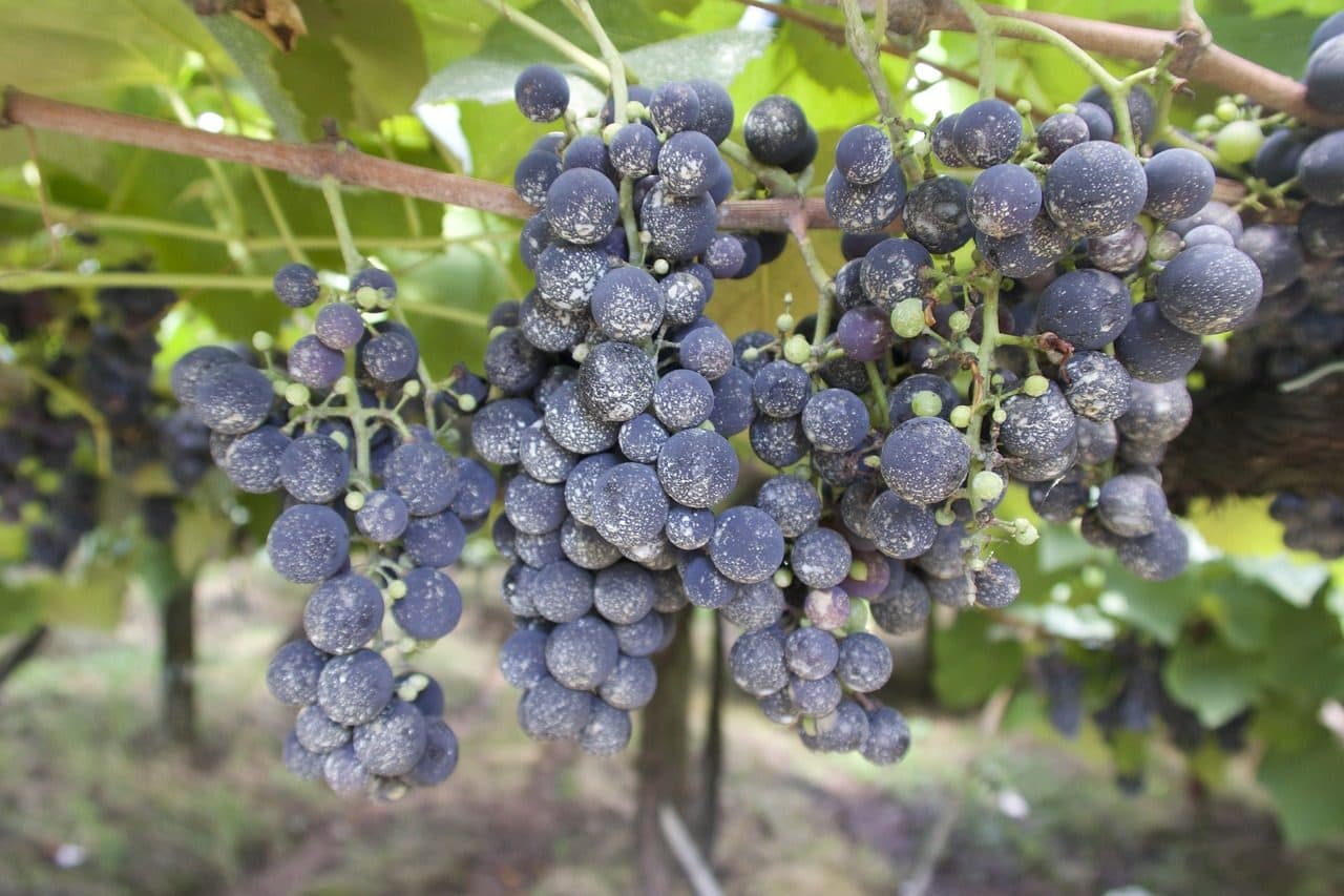 Parreirais de uvas em vinícola de Bento Gonçalves, no Rio Grande do Sul
