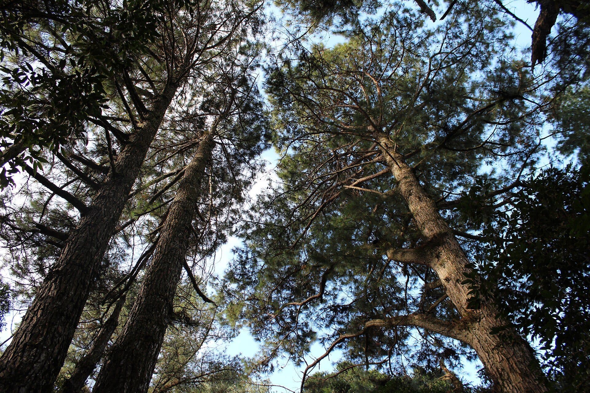 Vista da Floresta Negra com árvores no Parque das Sequoias em Canela