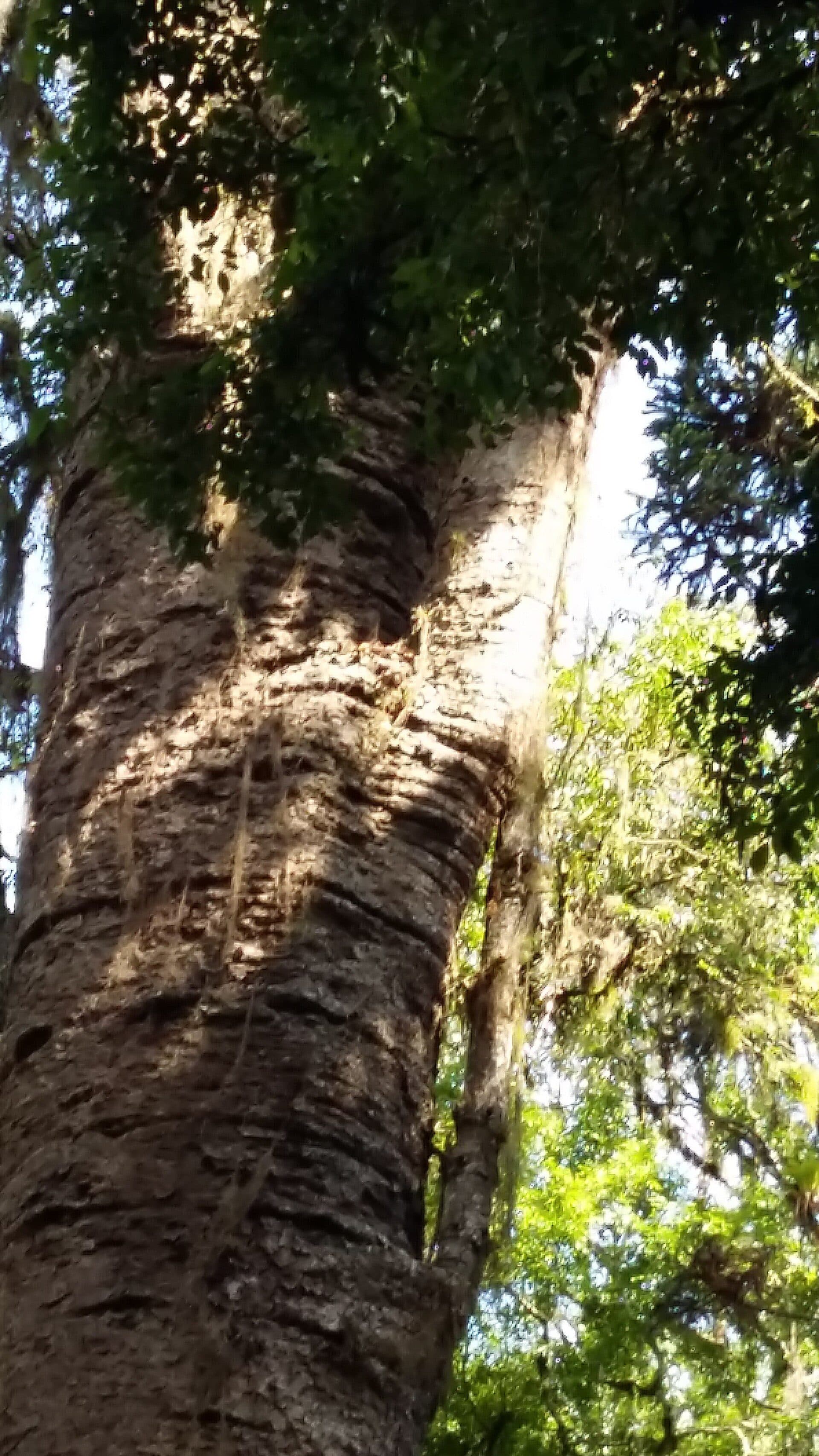Árvore araucária típica da paisagem do Rio Grande do Sul