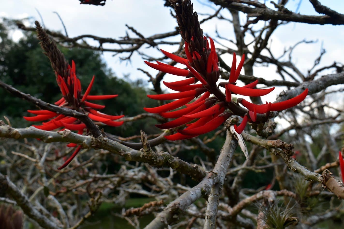 Exemplar de Erythrina crista-galli no Jardim Botânico de Porto Alegre