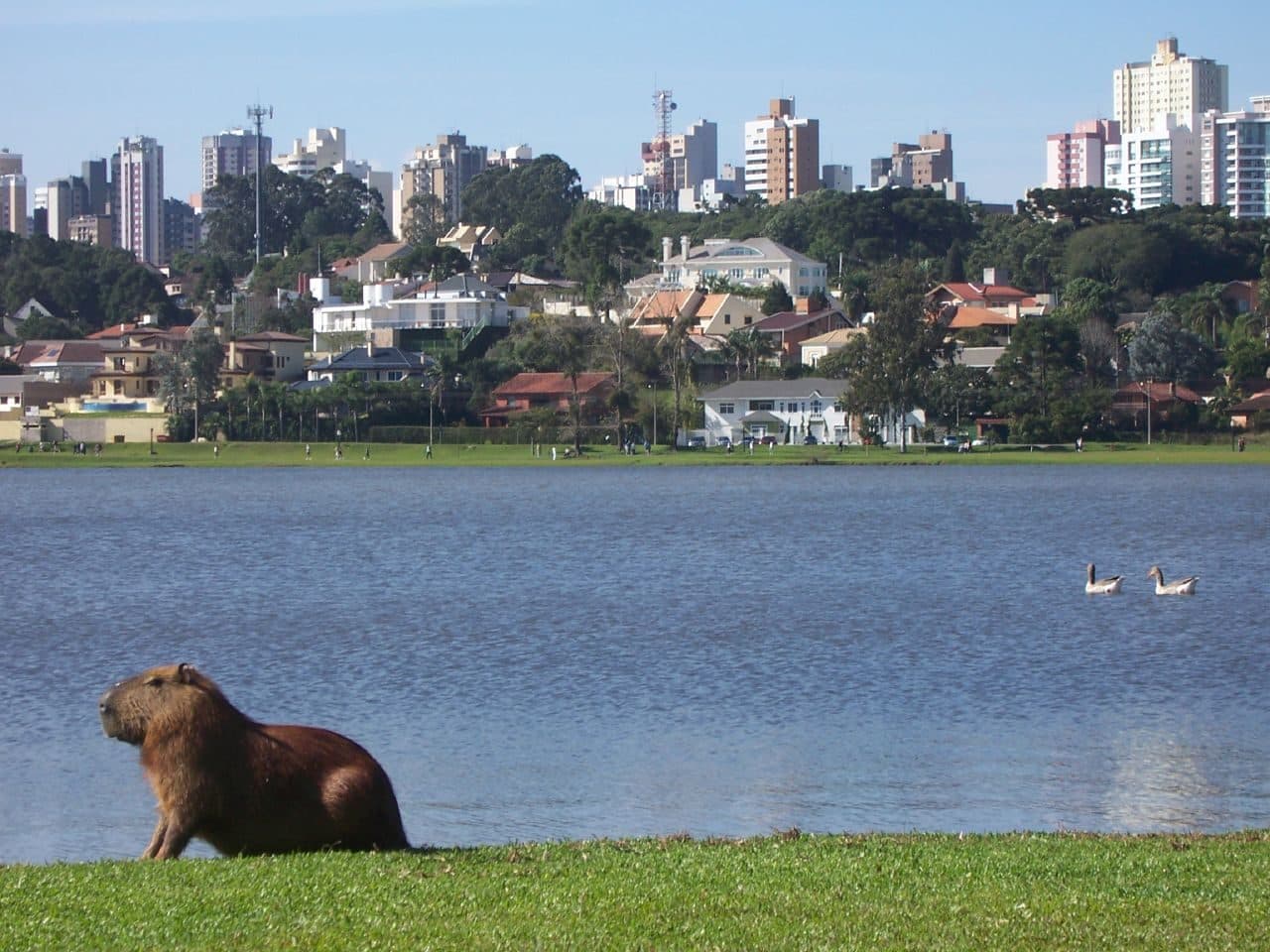 Capivara no Parque Barigui em Curitiba, Paraná