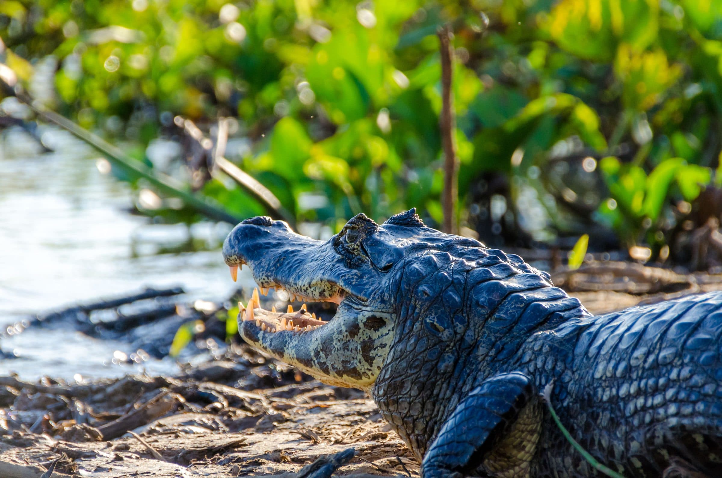 Pantanal