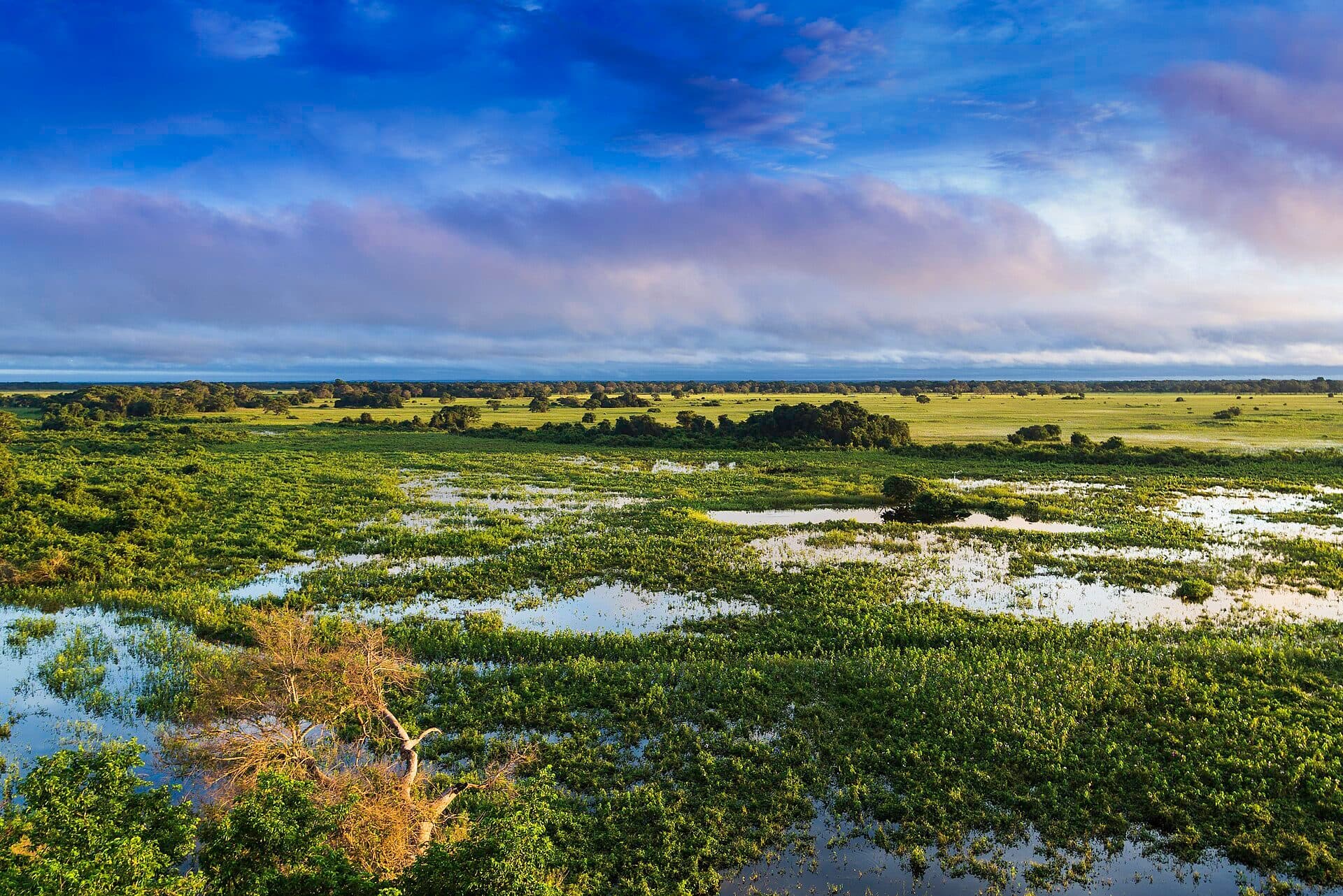 Paisagem natural do Pantanal em Mato Grosso, Brasil