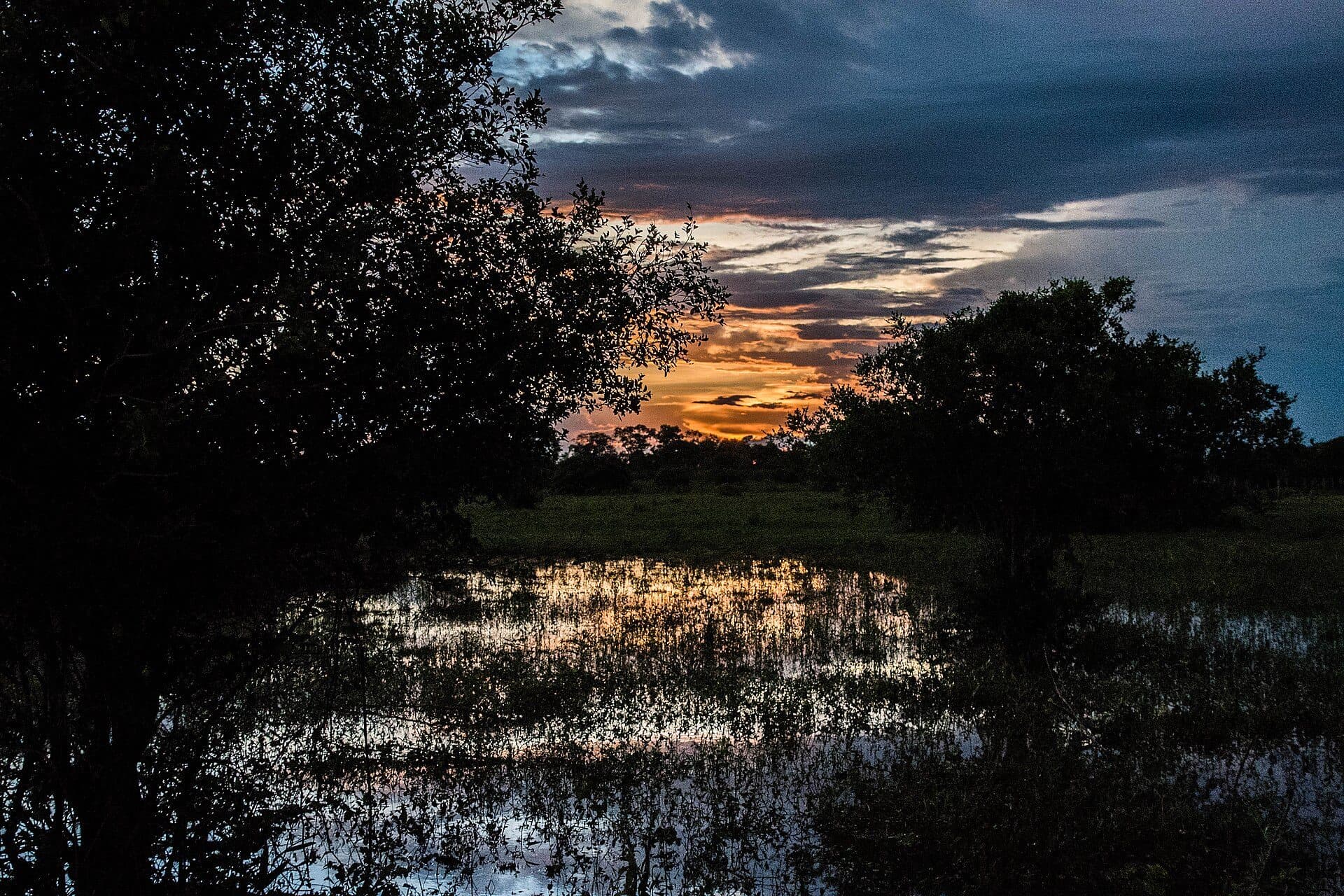 Paisagem natural no Parque Estadual do Pantanal do Rio Negro