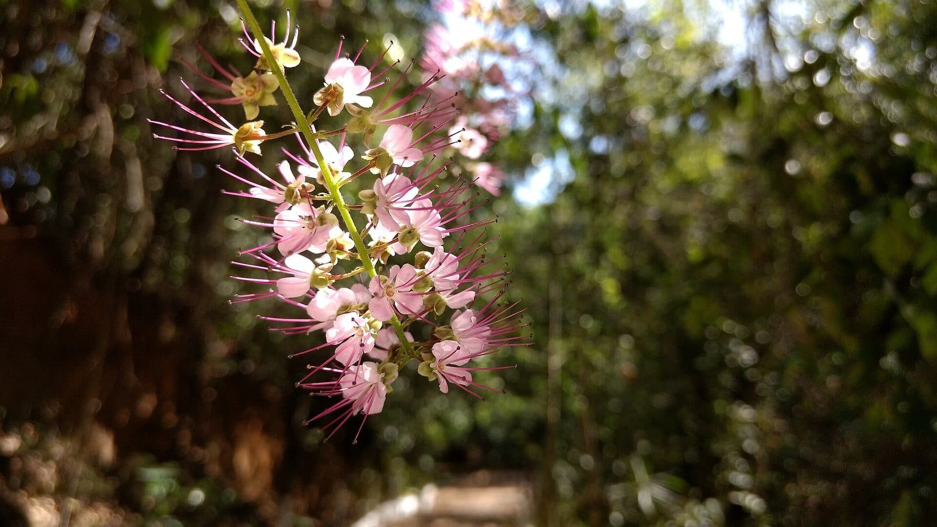 Vegetação e plantas da flora nativa no Parque Municipal de Maceió