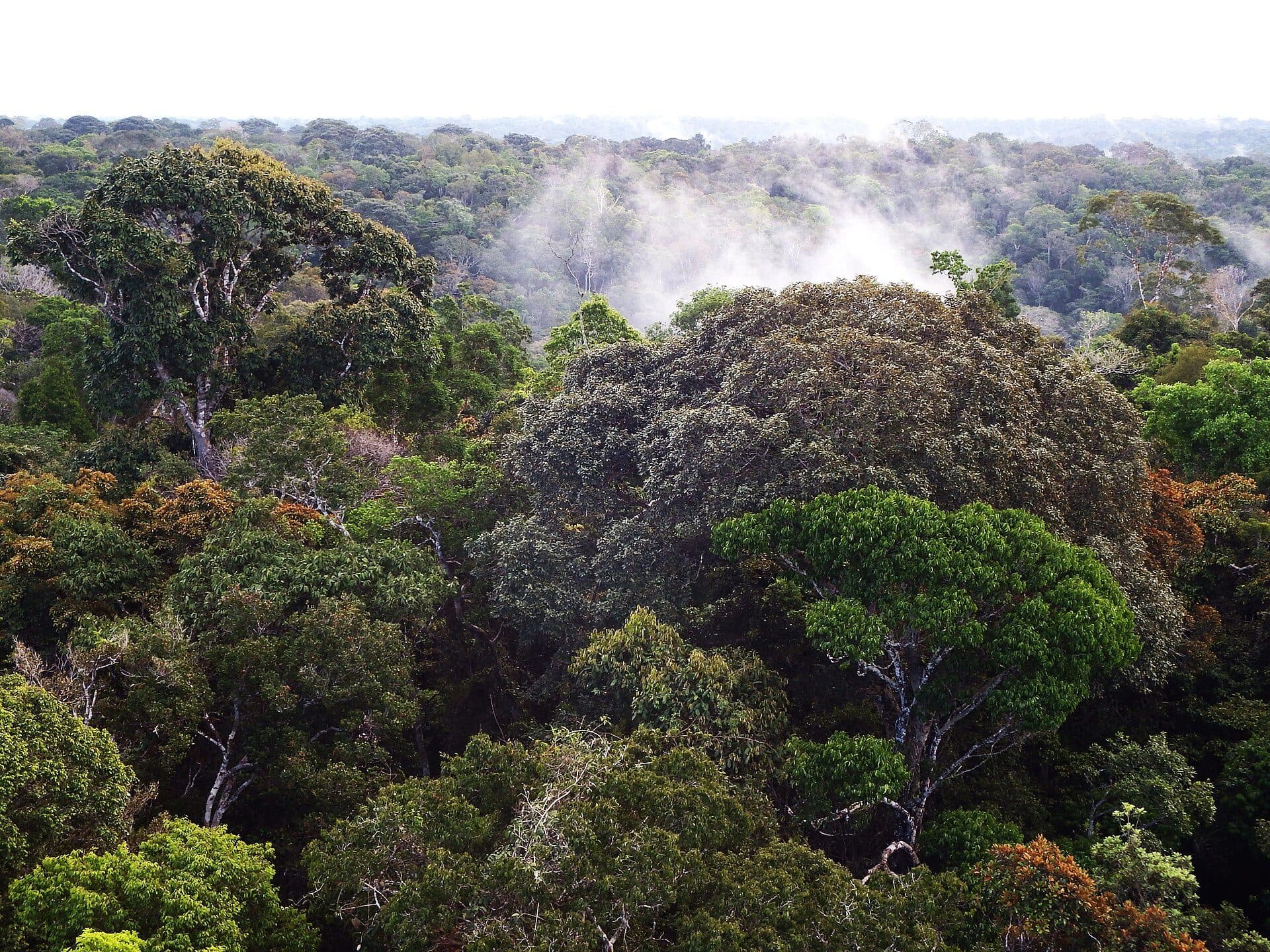 Área de floresta de terra firme na Reserva Florestal Adolpho Ducke