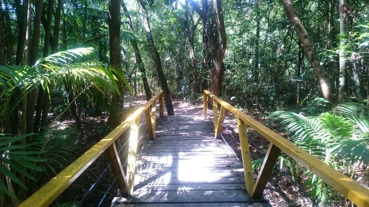 Vista da área verde do Parque Municipal do Mindu em Manaus