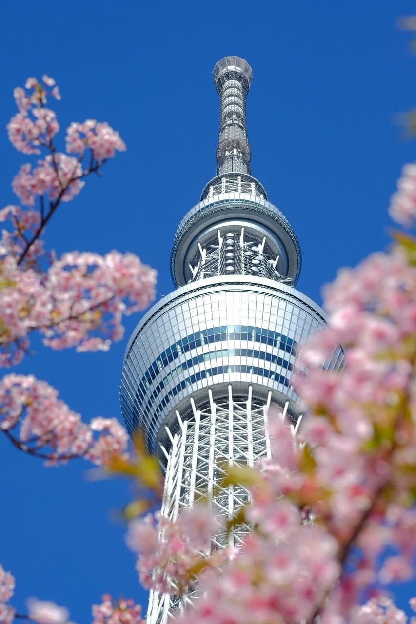 Torre Tokyo Skytree com flores de cerejeira cor-de-rosa durante a primavera no Japão