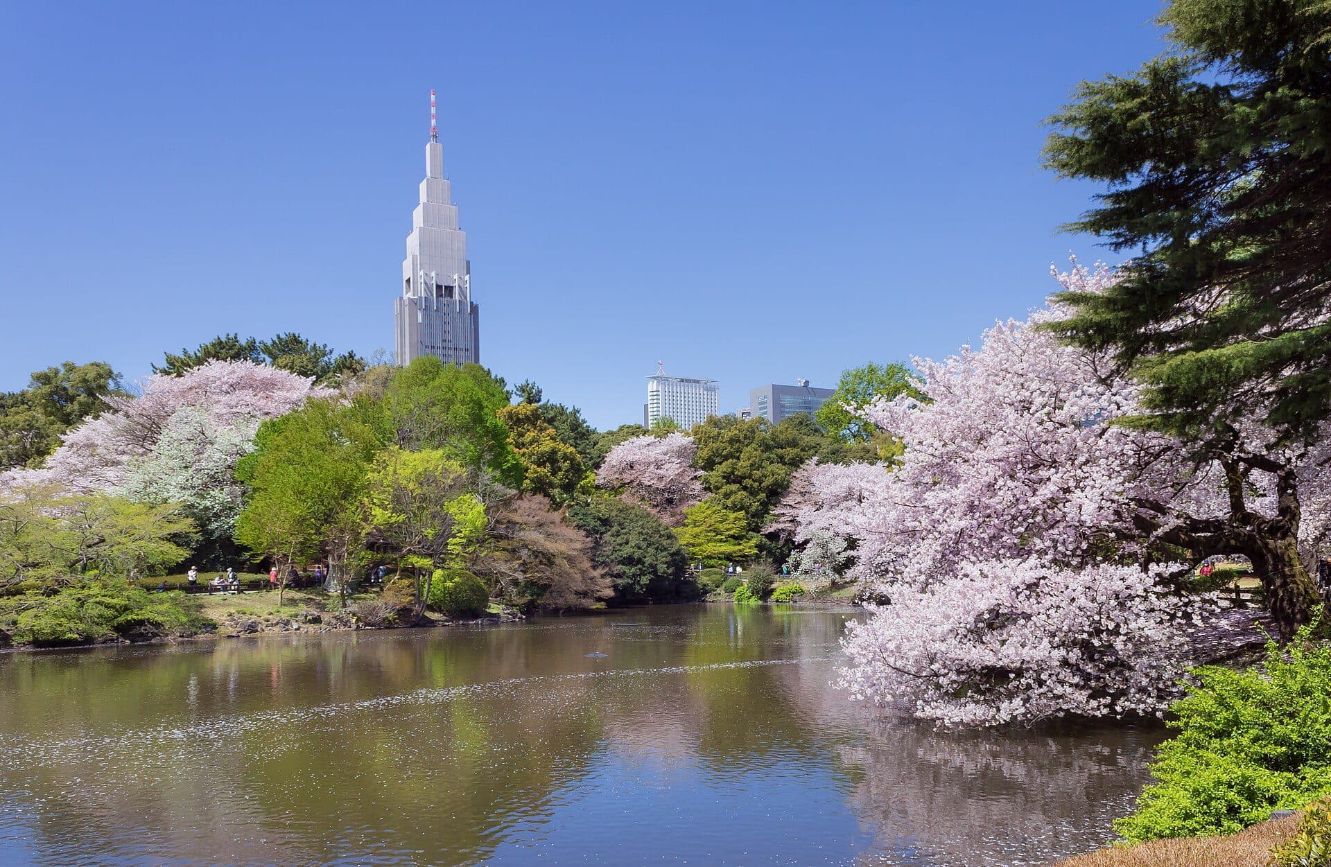 Cerejeiras em flor no Shinjuku Gyoen National Garden