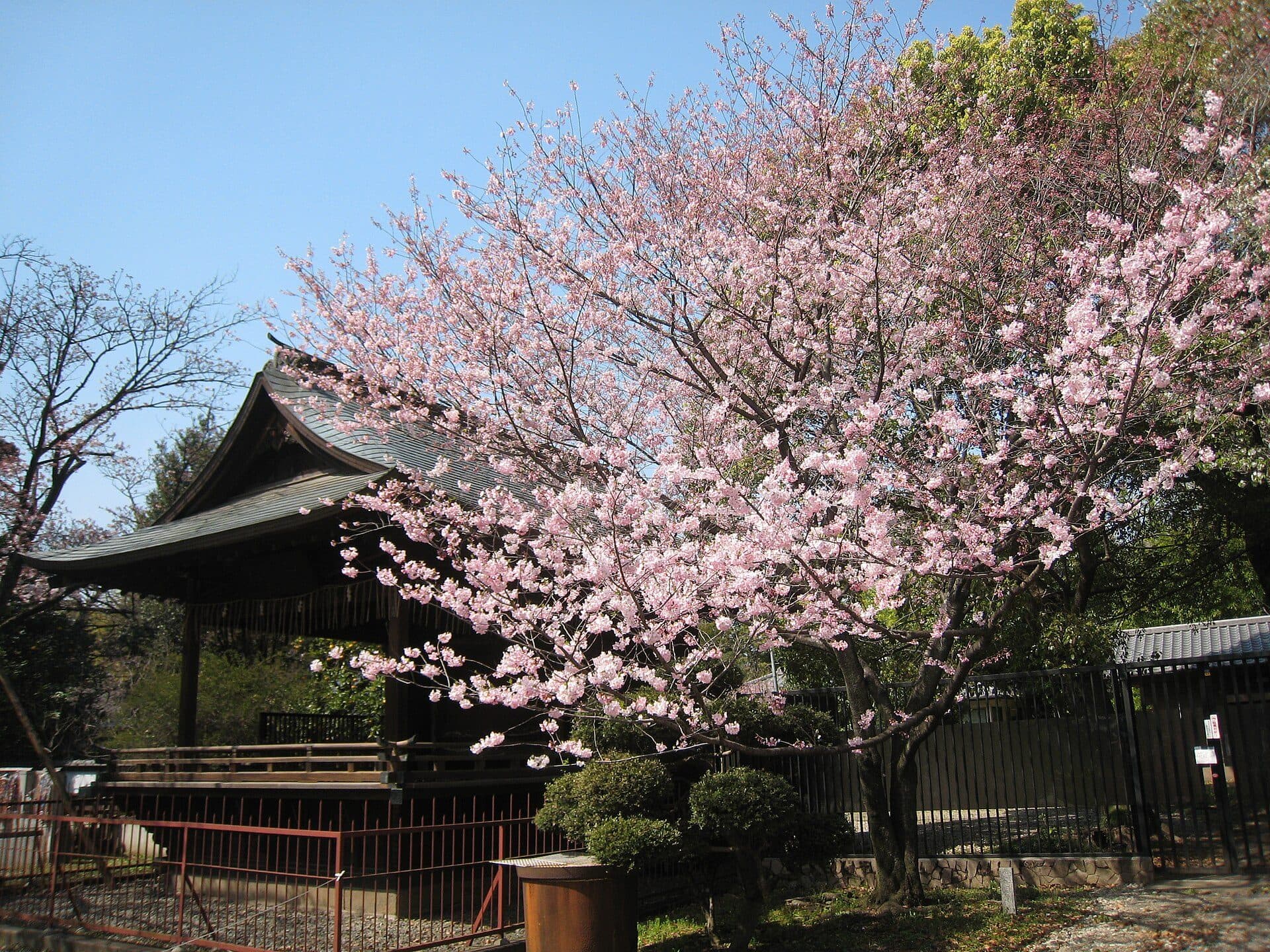 Celebração do hanami sob as cerejeiras floridas no Parque Ueno