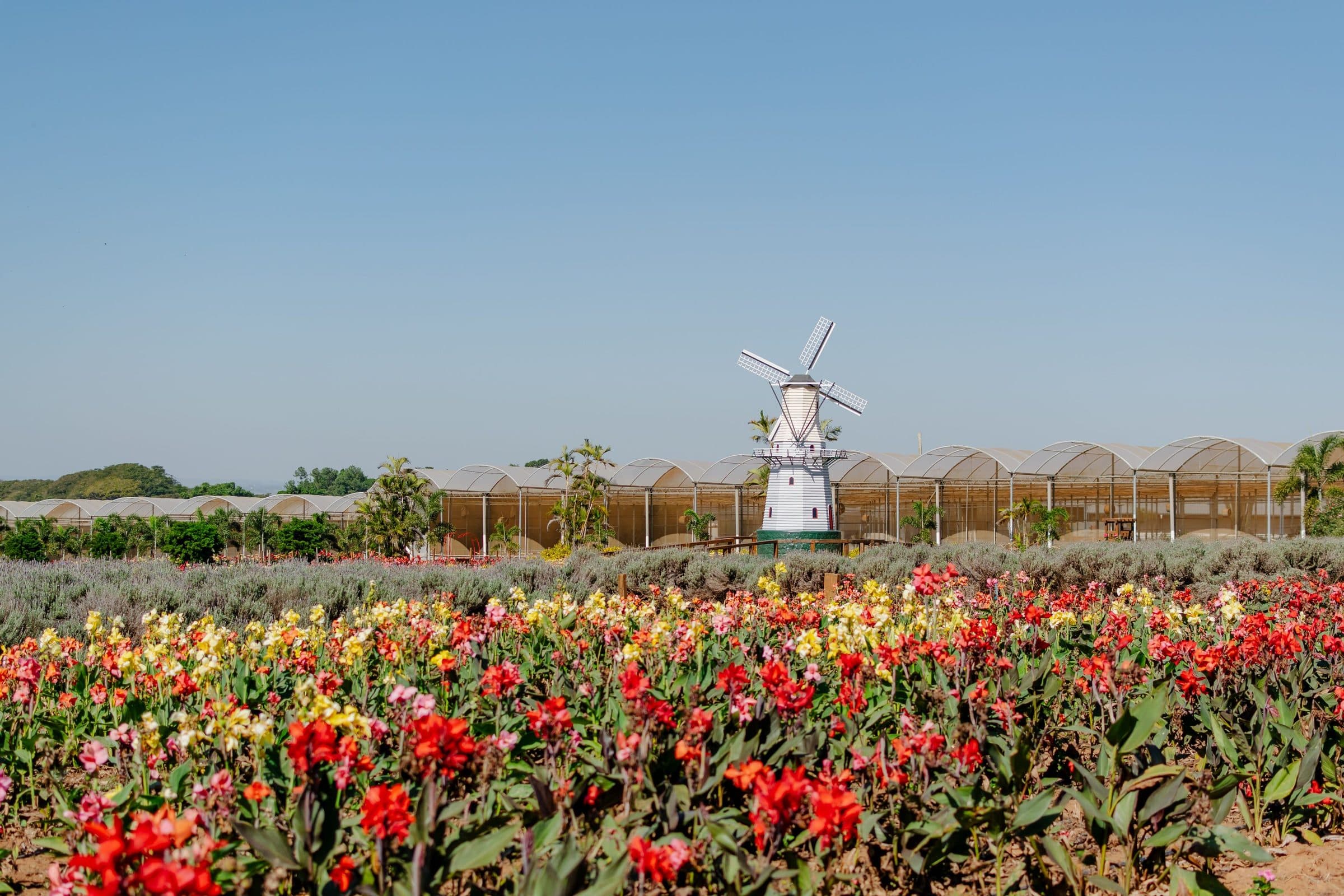 Campo de tulipas coloridas com moinho de vento sob céu limpo em Holambra