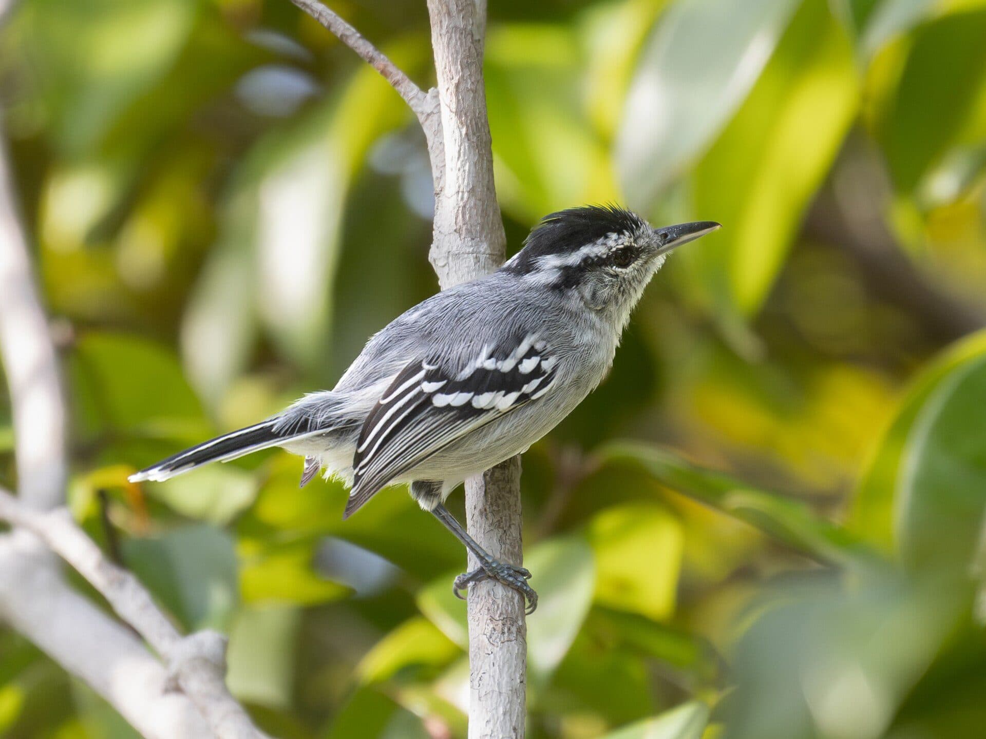 Ave chorozinho-de-boné-preto no Parque Nacional do Pau Brasil, em Porto Seguro