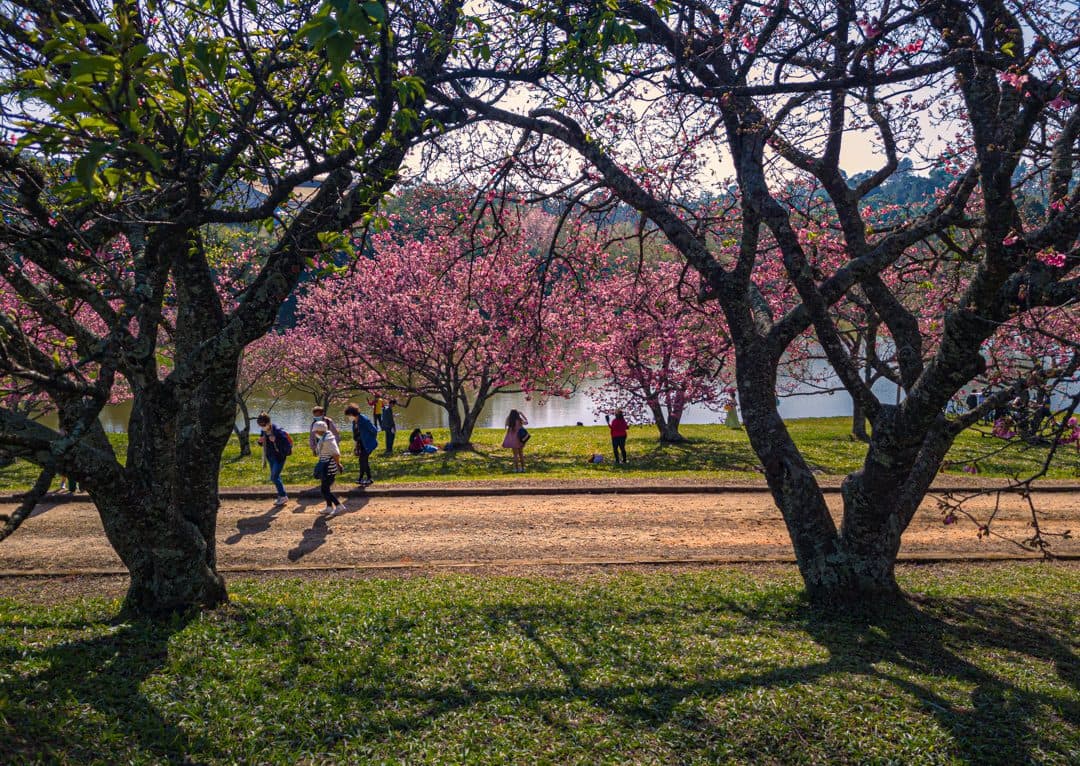 Festival das Cerejeiras Sakura Matsuri realizado em São Roque