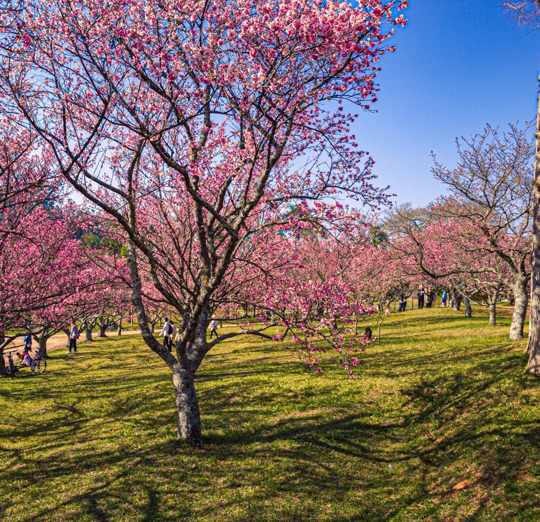 Cerejeiras floridas durante o festival Sakura Matsuri em São Roque