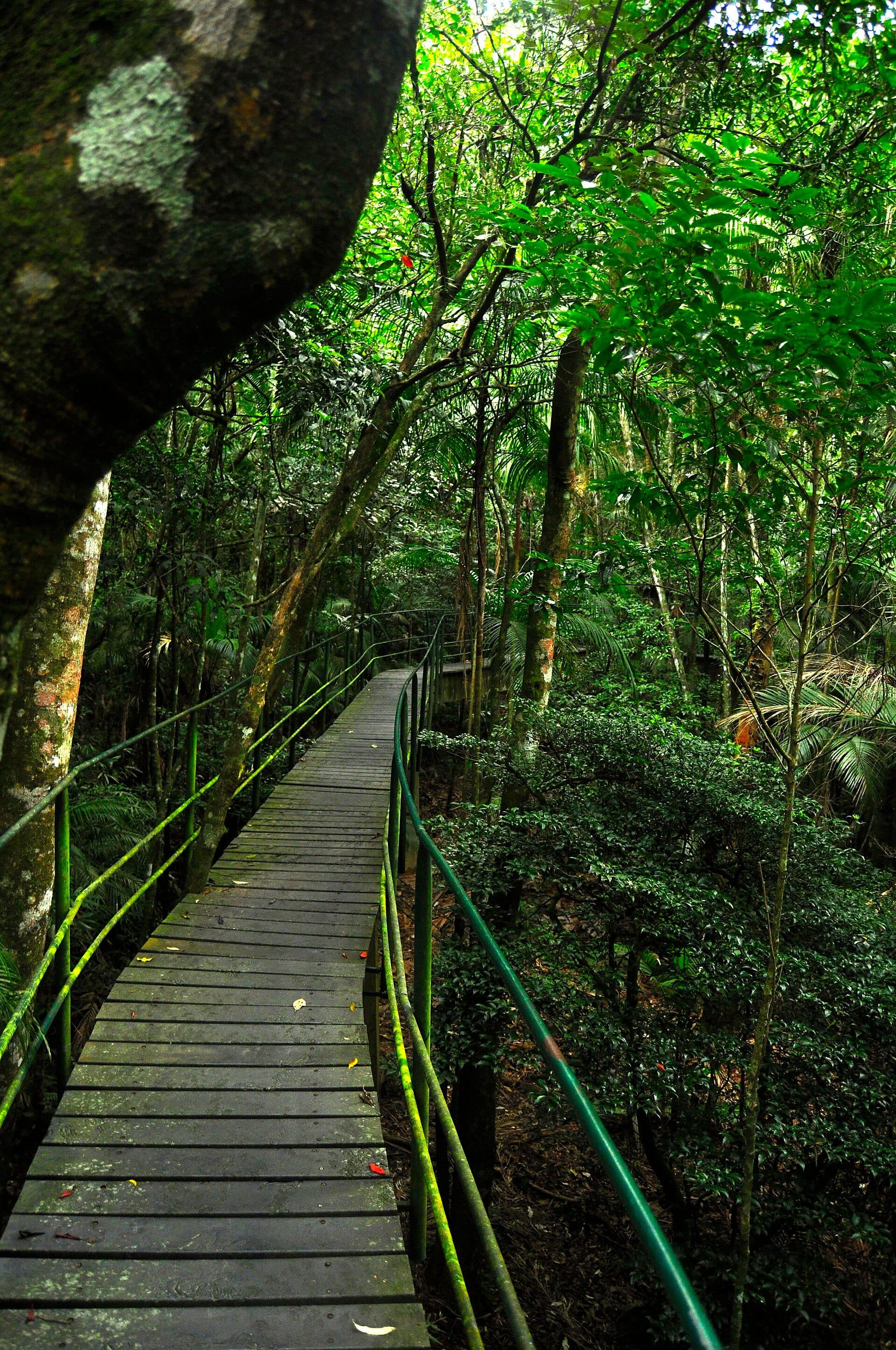 Trilha suspensa de madeira cercada por árvores e vegetação