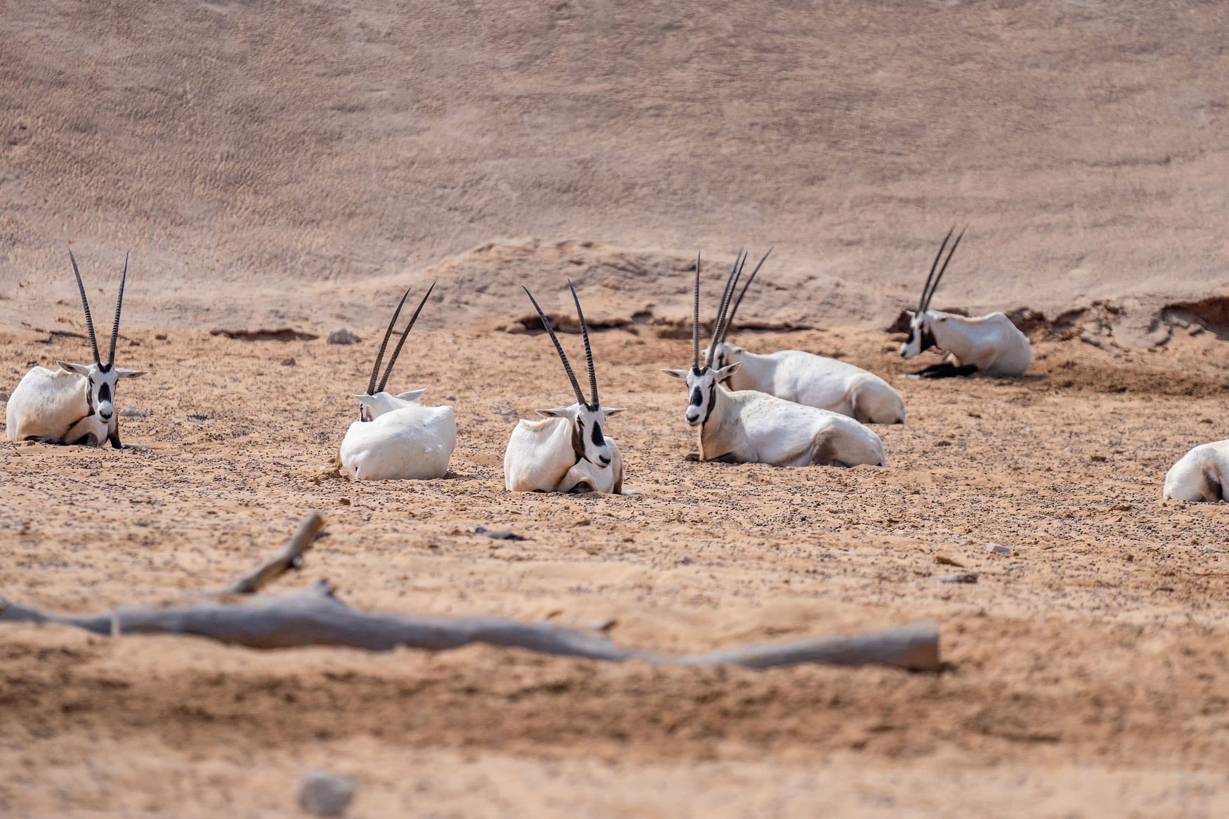 Grupo de órixes-da-arábia descansando nas areias do deserto de Dubai
