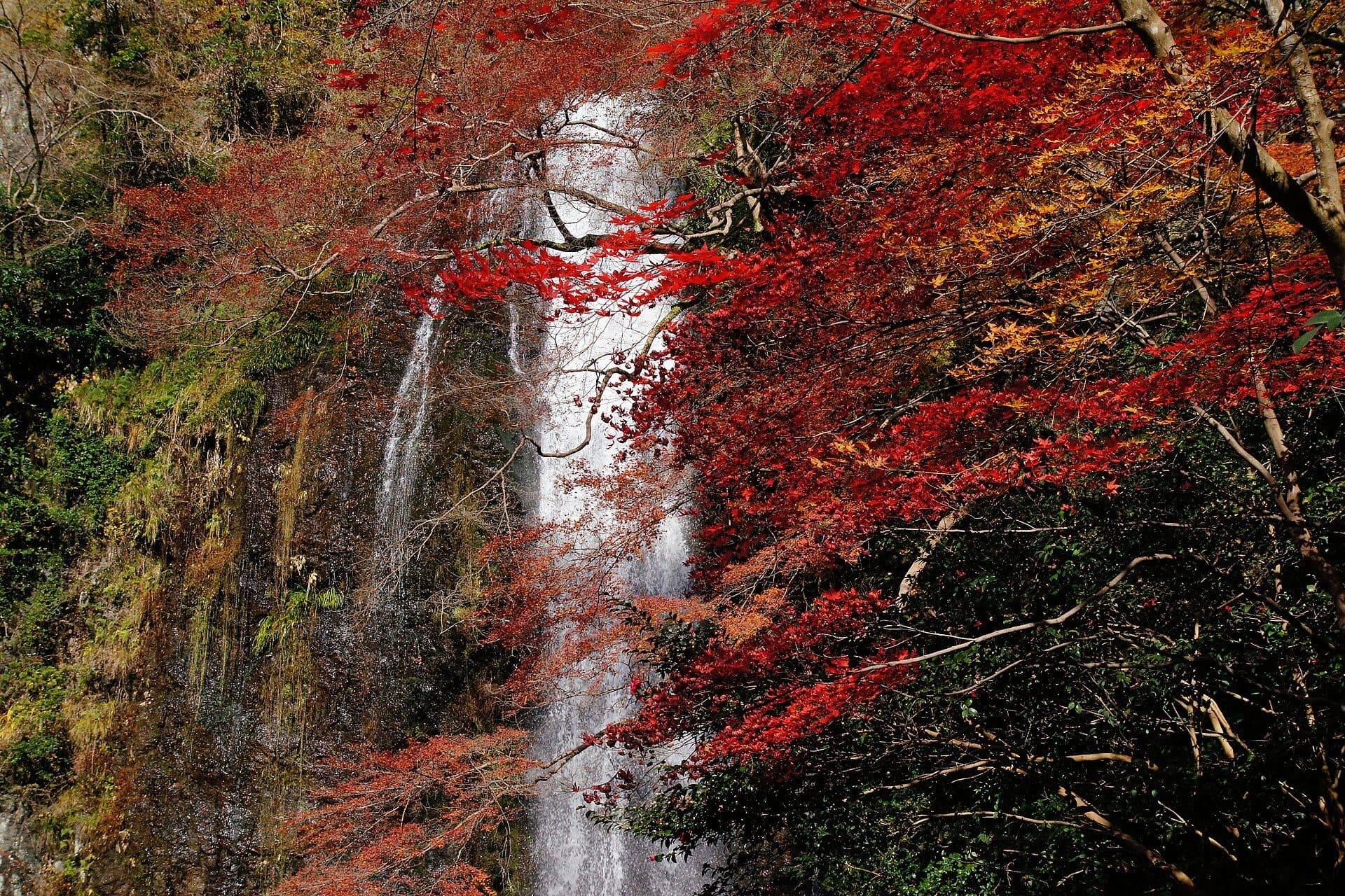 Vista da cachoeira Minoh Falls na província de Osaka, no Japão