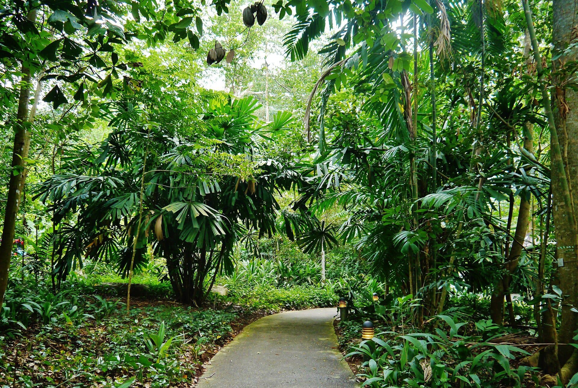 Vista da vegetação na Bukit Timah Nature Reserve em Singapura