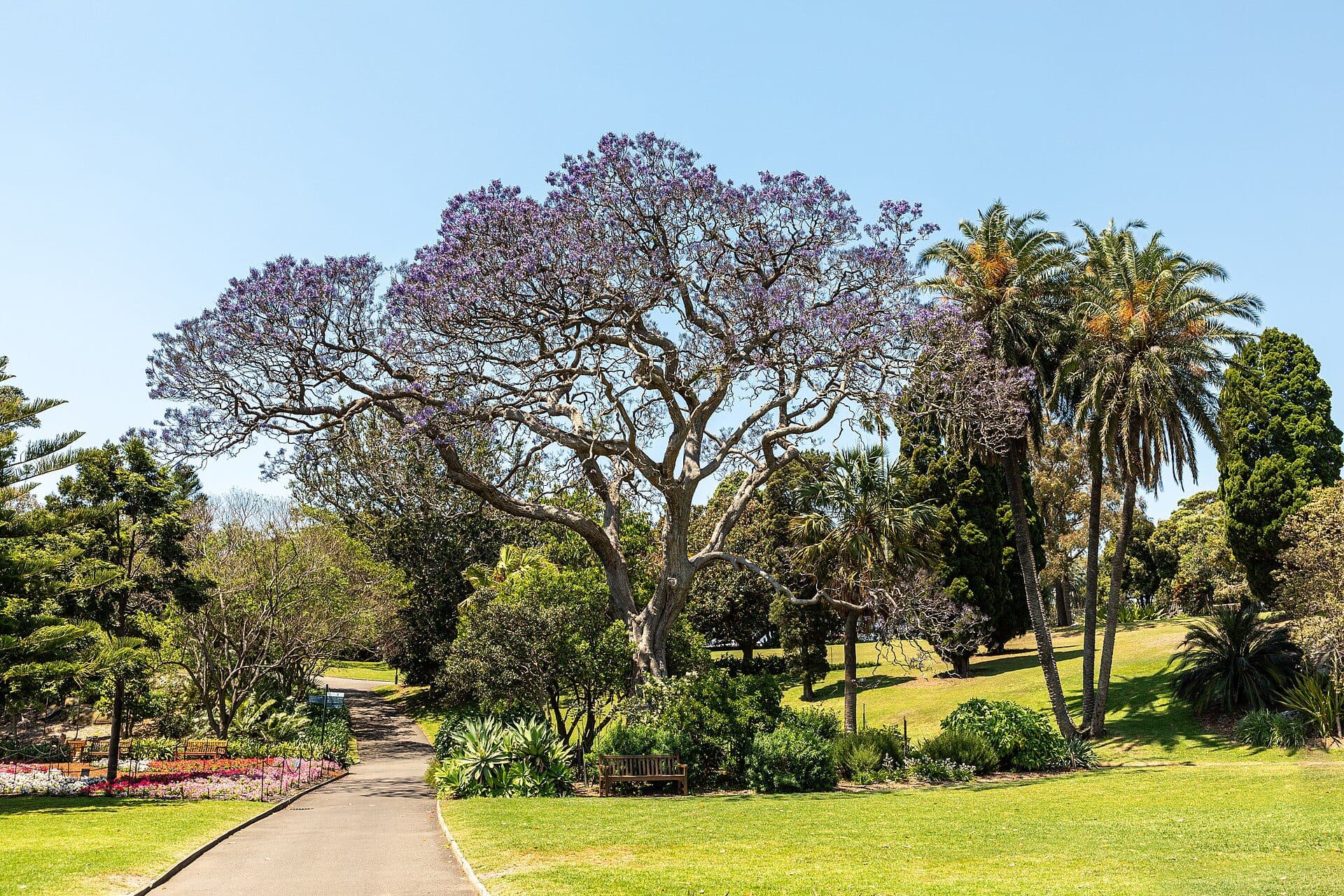 Vista do Royal Botanic Gardens em Sydney, Austrália