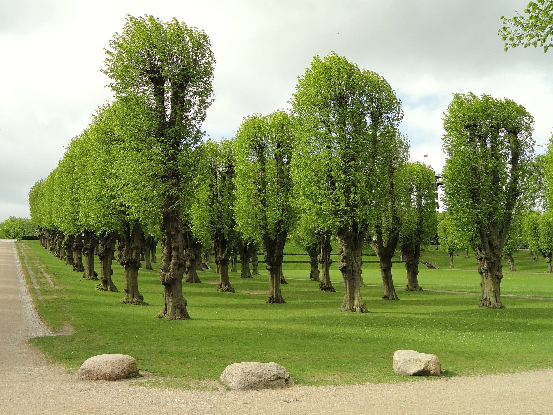 Árvores no parque Frederiksberg Have em Copenhagen