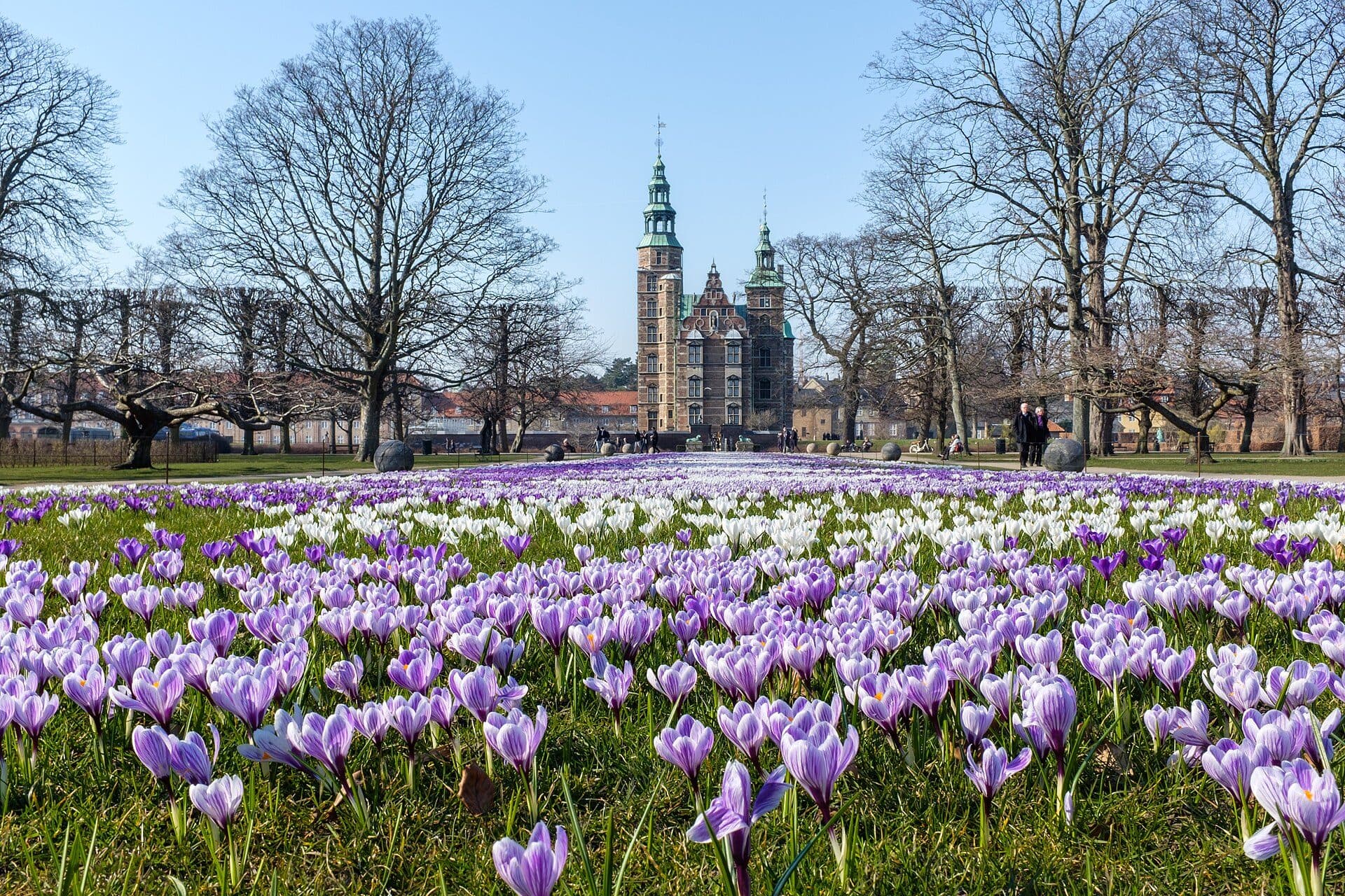 Flores de crocus desabrochando na primavera no parque Kongens Have