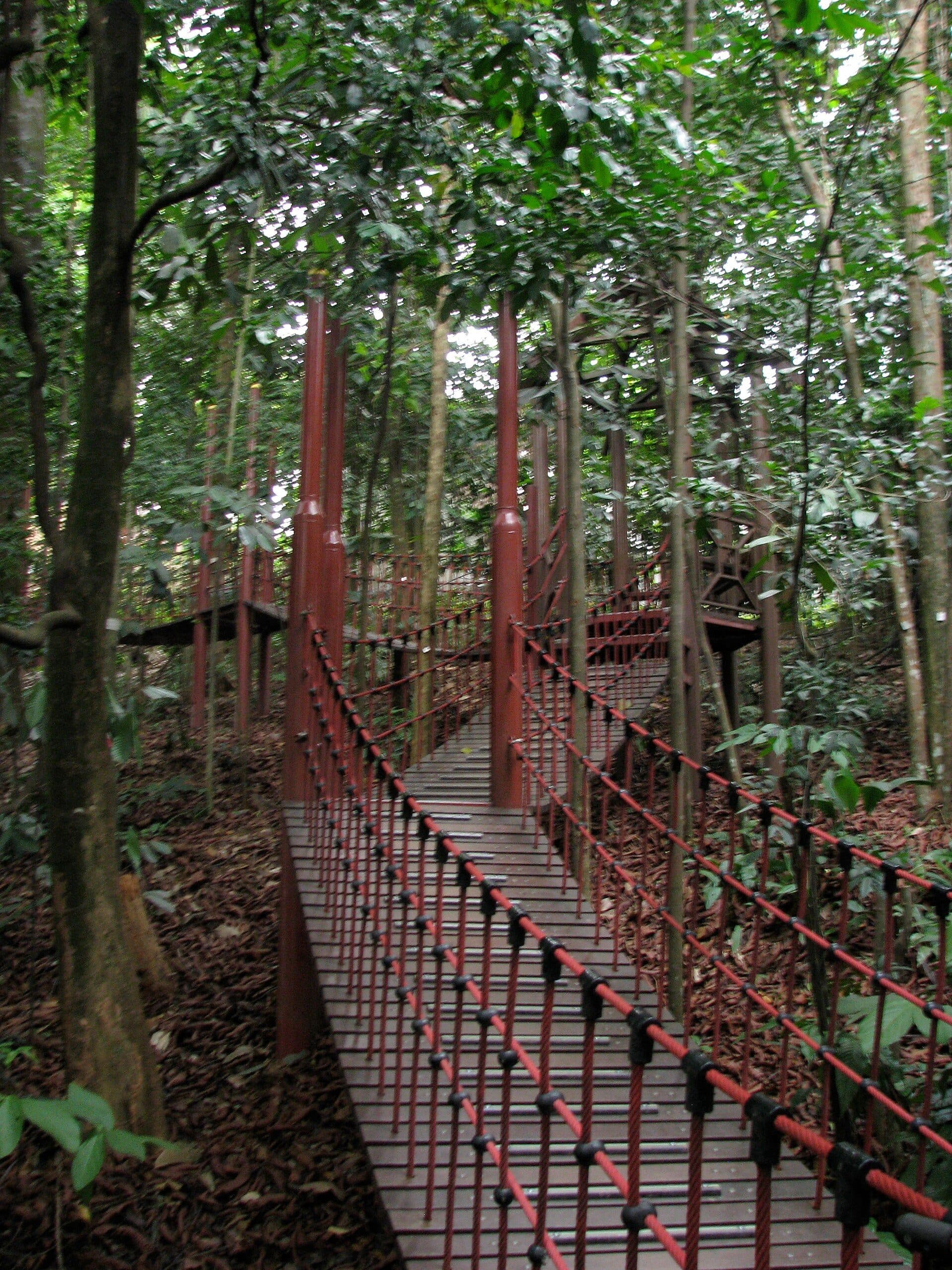 Trilha de caminhada em meio à vegetação na Bukit Nanas Forest Reserve, em Kuala Lumpur