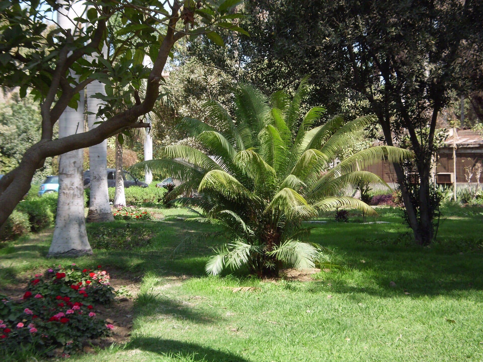 Vista da vegetação e áreas verdes do Orman Garden no Cairo
