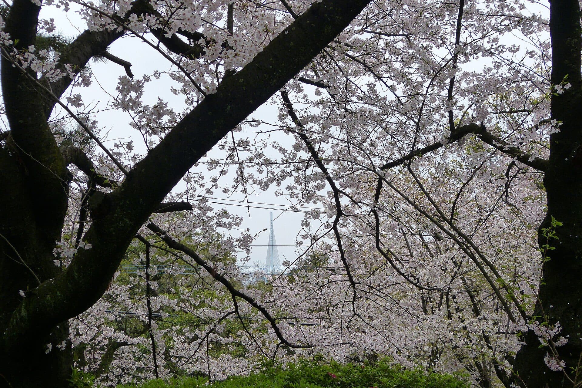 Árvores de cerejeira floridas no Nishi Park