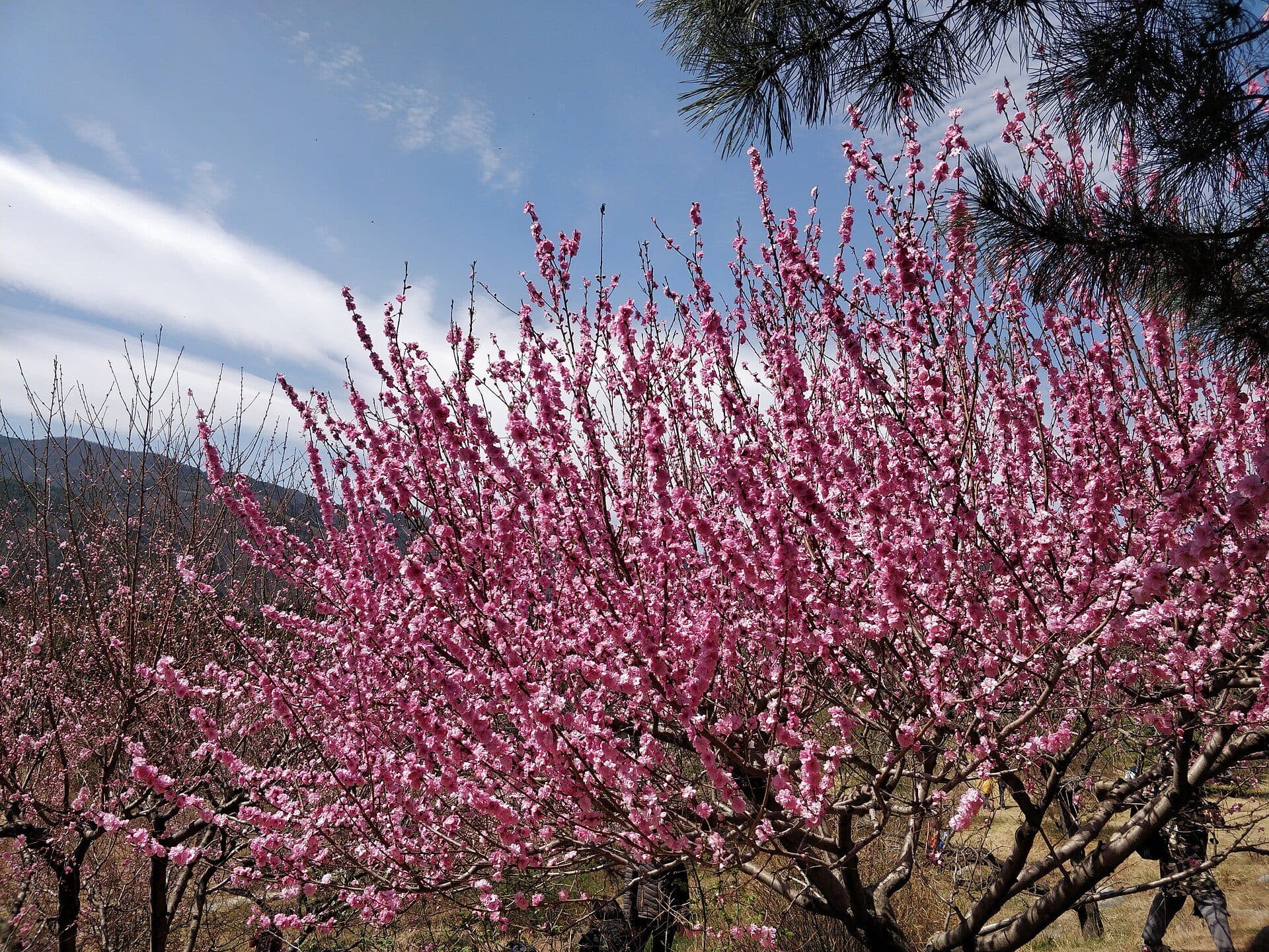 Jardim Botânico de Pequim coberto por flores coloridas