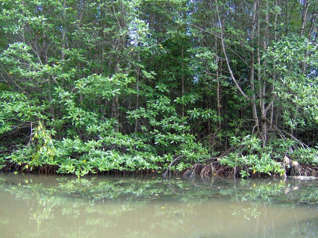 Vegetação de manguezal na floresta de Can Gio