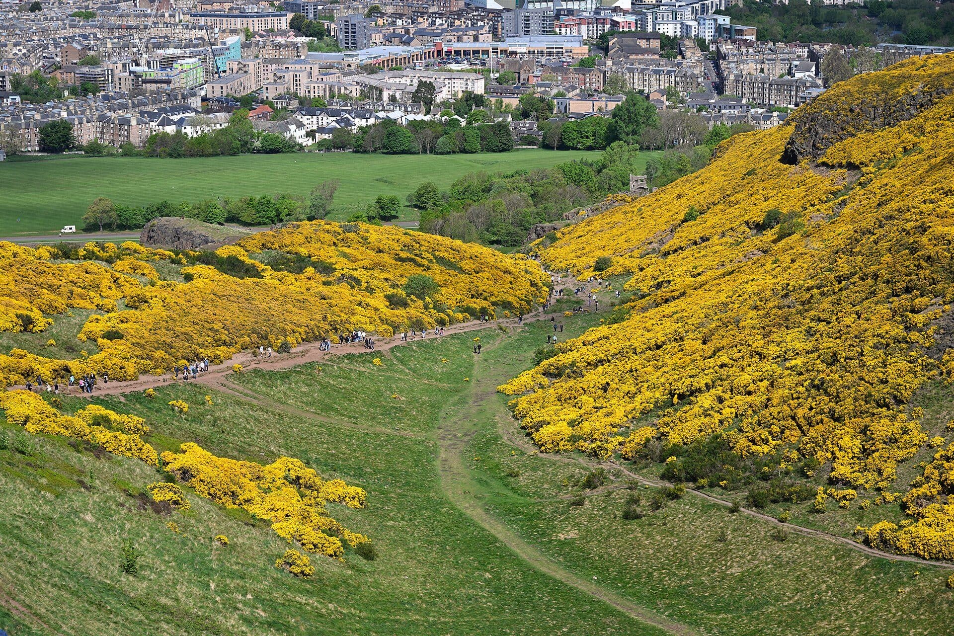 Caminhantes em trilha entre flores amarelas de tojo no Holyrood Park