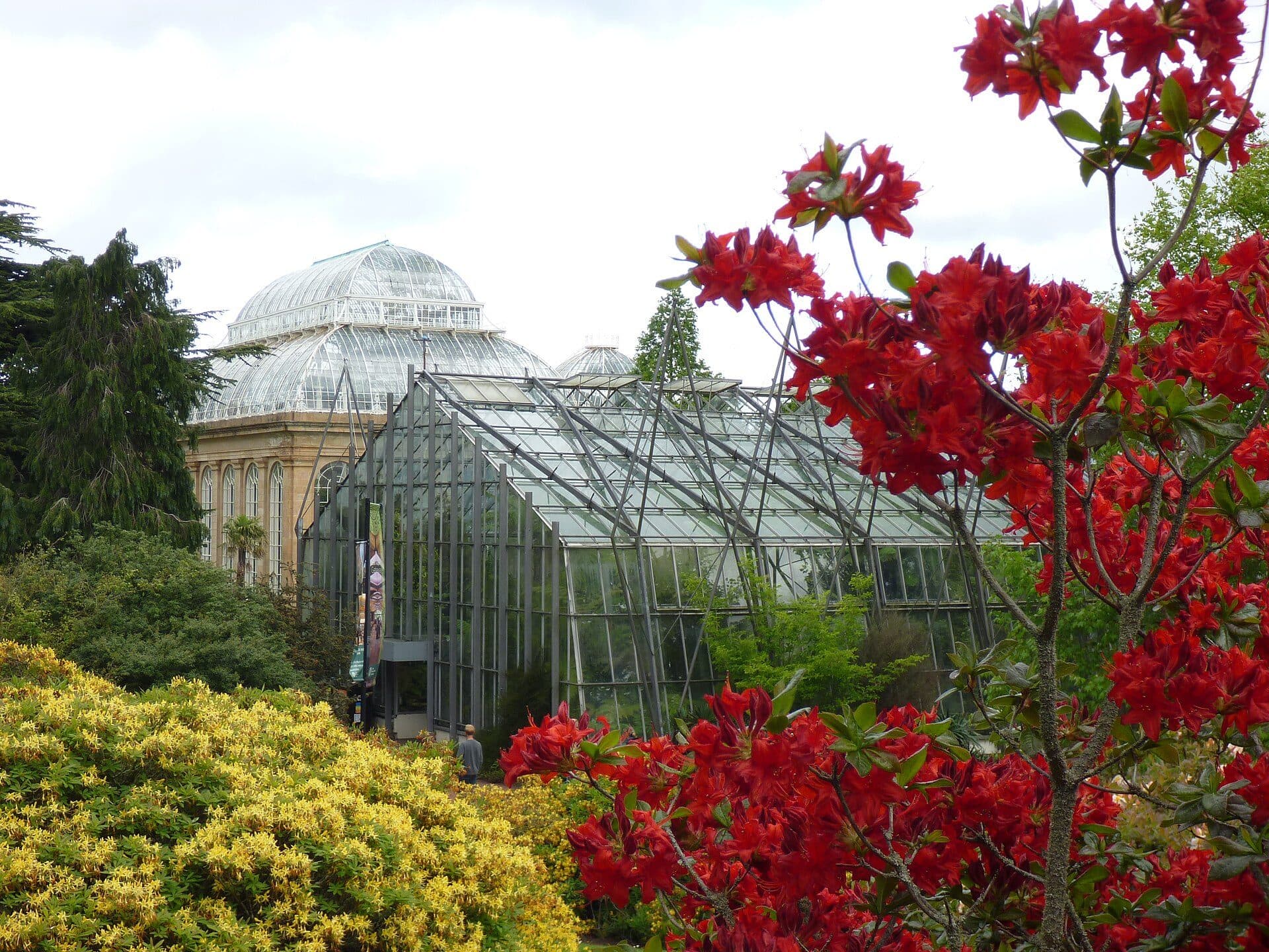 Azaleias floridas em frente às estufas de vidro do Royal Botanic Garden Edinburgh