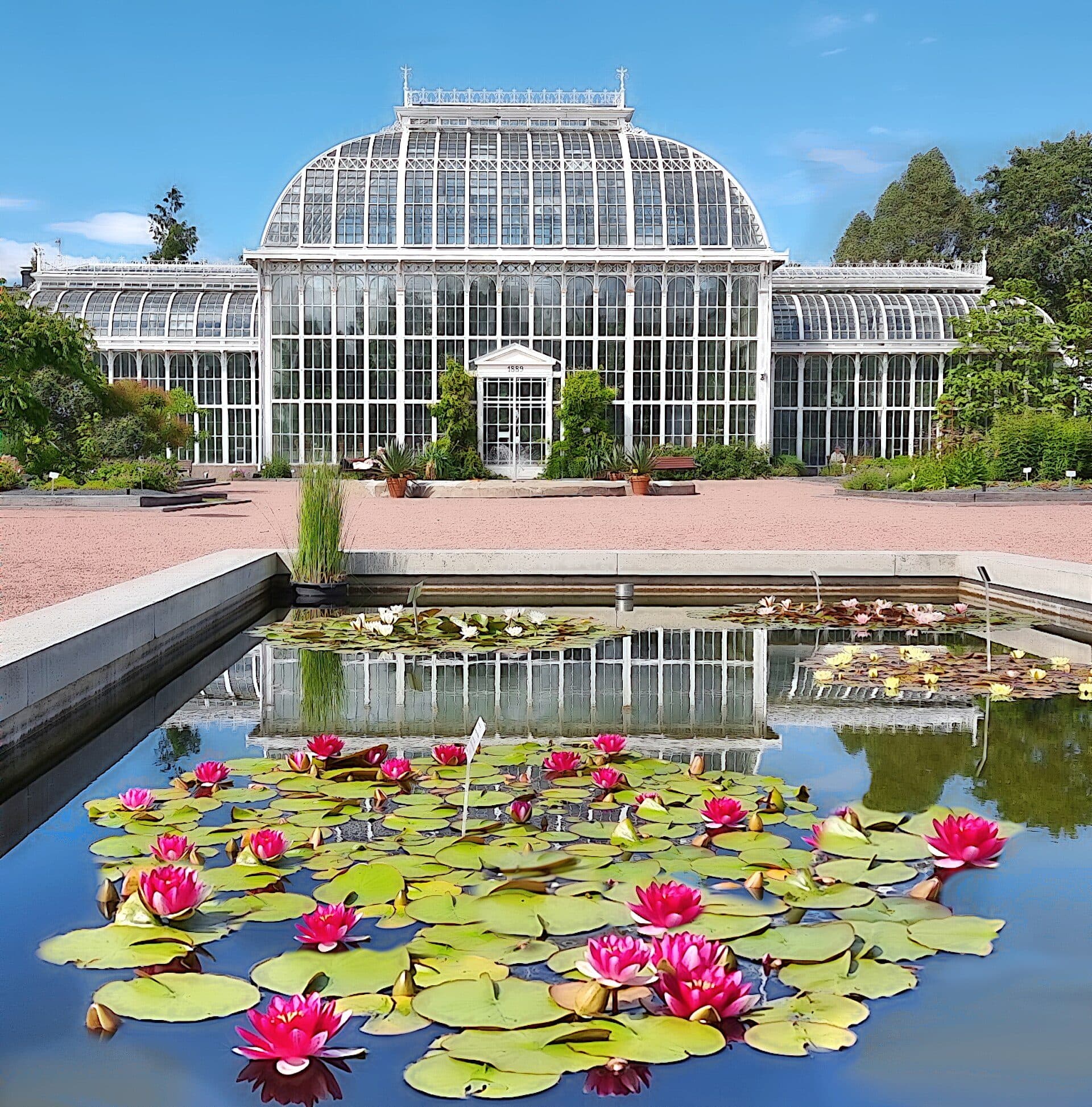 Nenúfares na estufa Palmusali do Jardim Botânico de Kaisaniemi