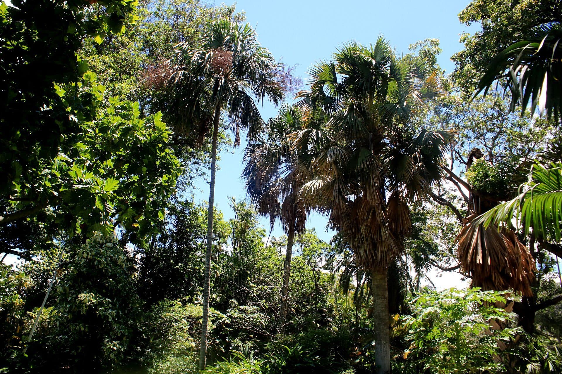 Árvores e vegetação no Foster Botanical Garden