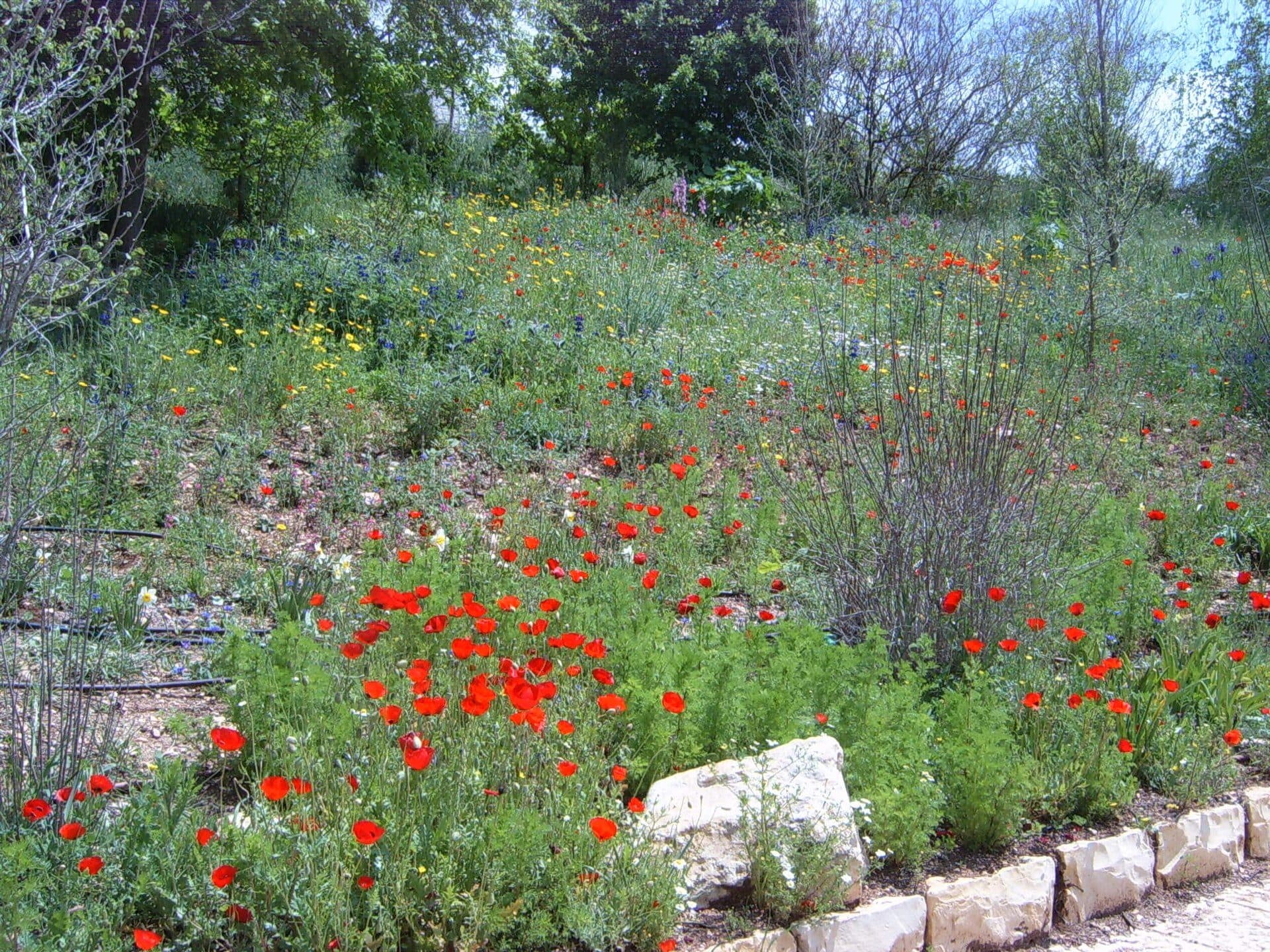 Vista da vegetação no Jardim Botânico de Jerusalém