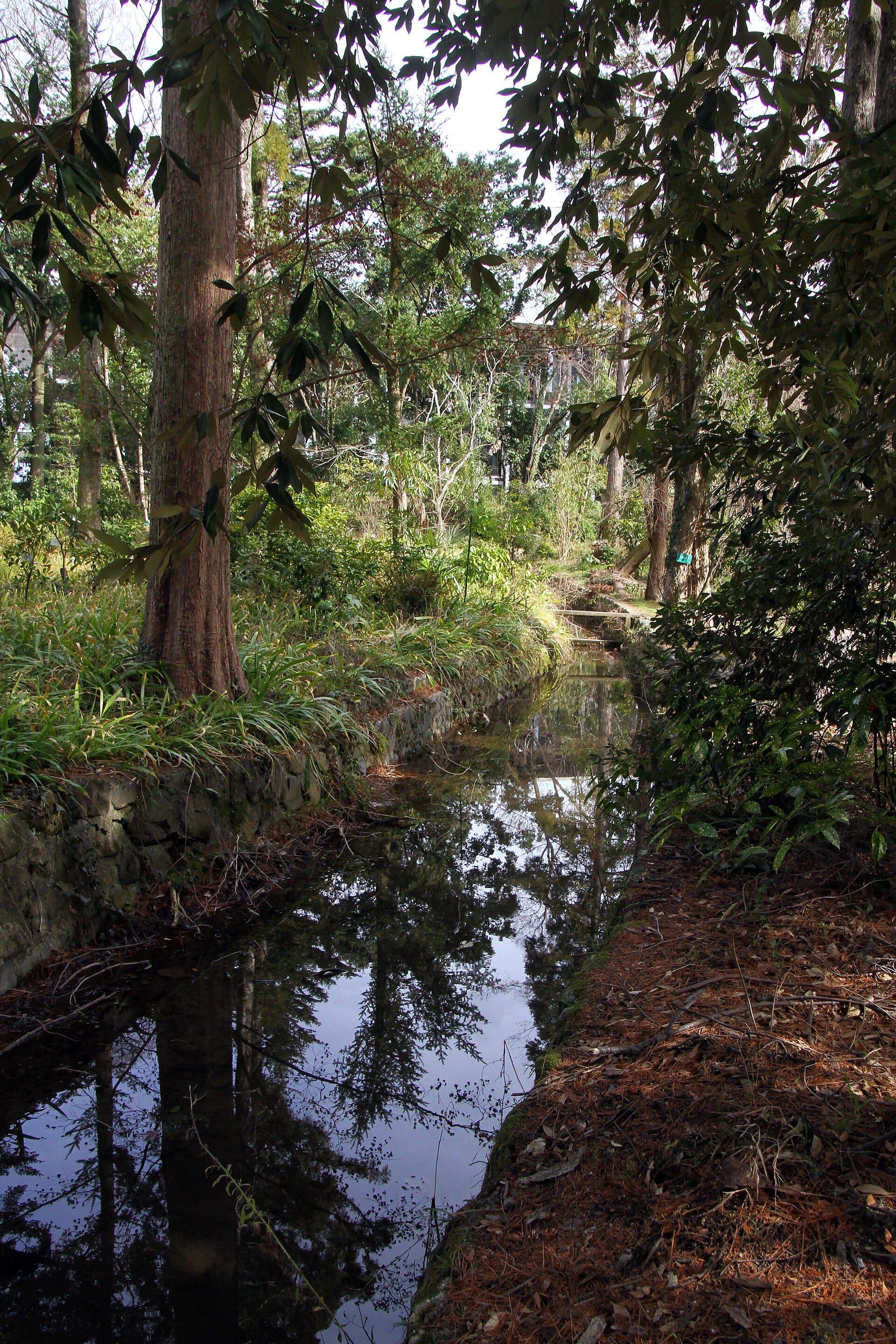Vista de plantas e árvores no Kyoto Botanical Garden