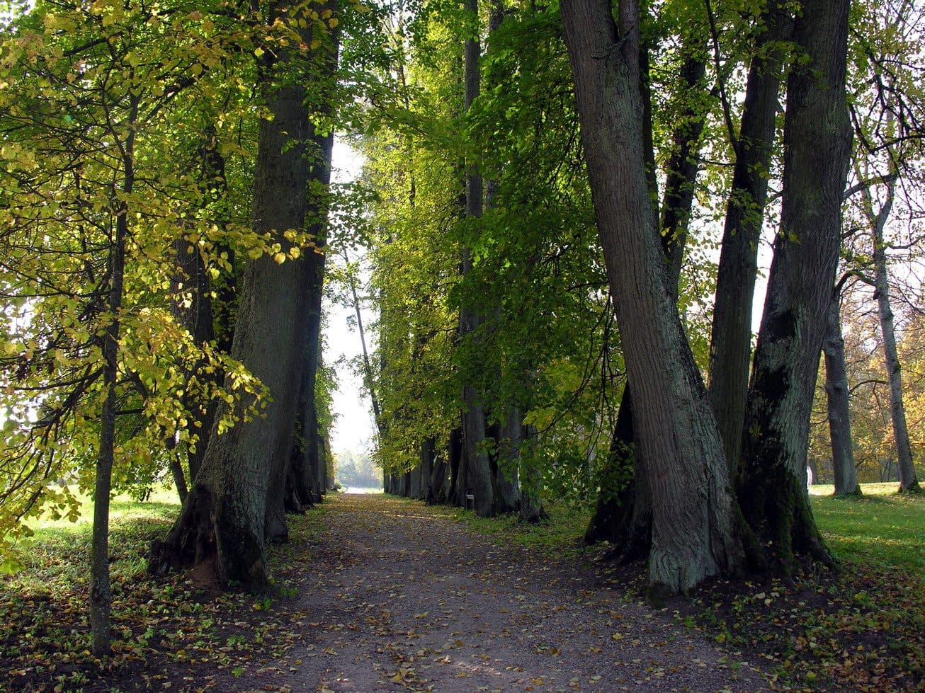 Alameda de tílias no Jardim Botânico da Universidade de Vilnius durante o outono