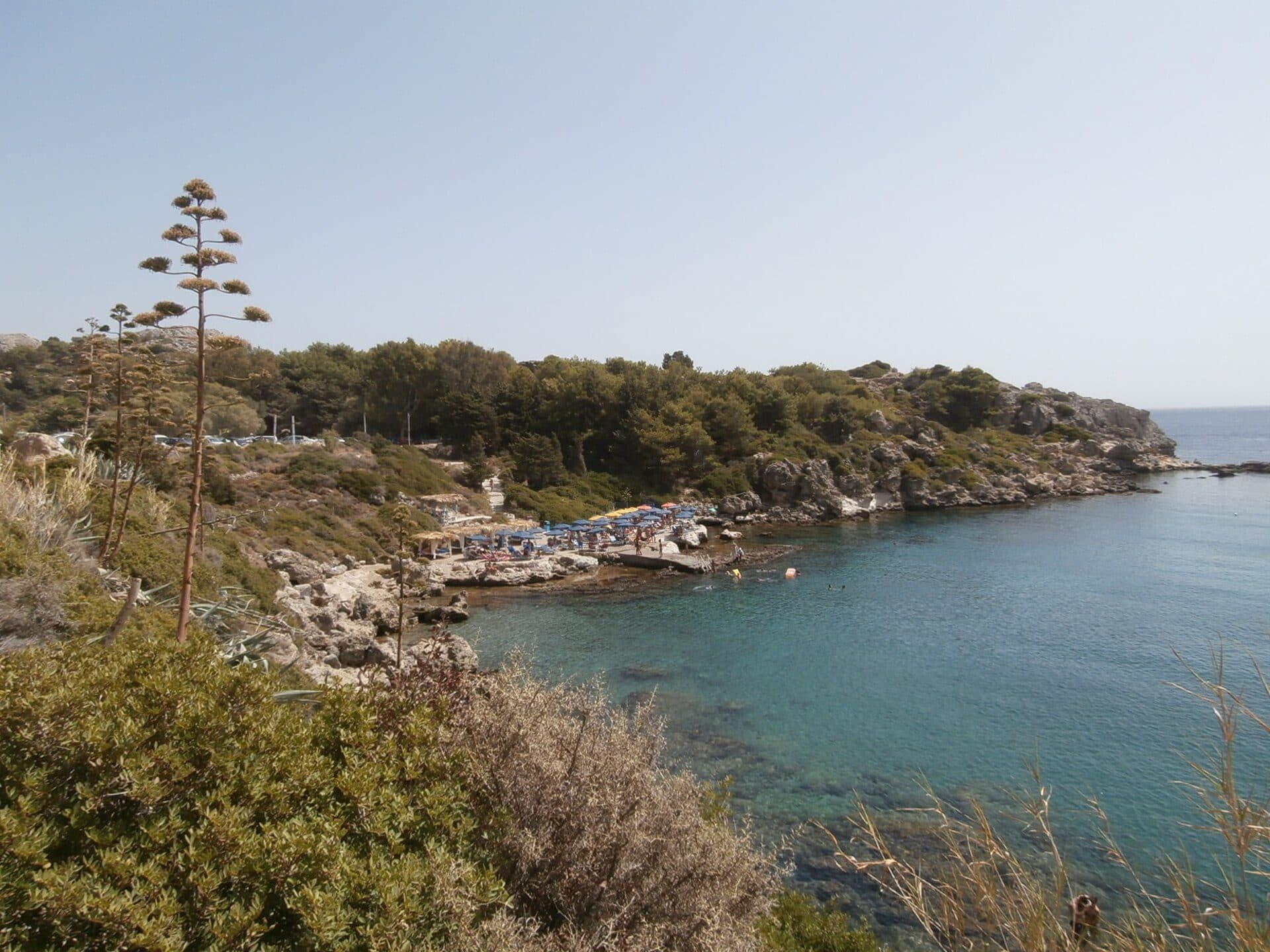 Araucária da espécie Araucaria heterophylla em Ladiko Bay, Rhodes