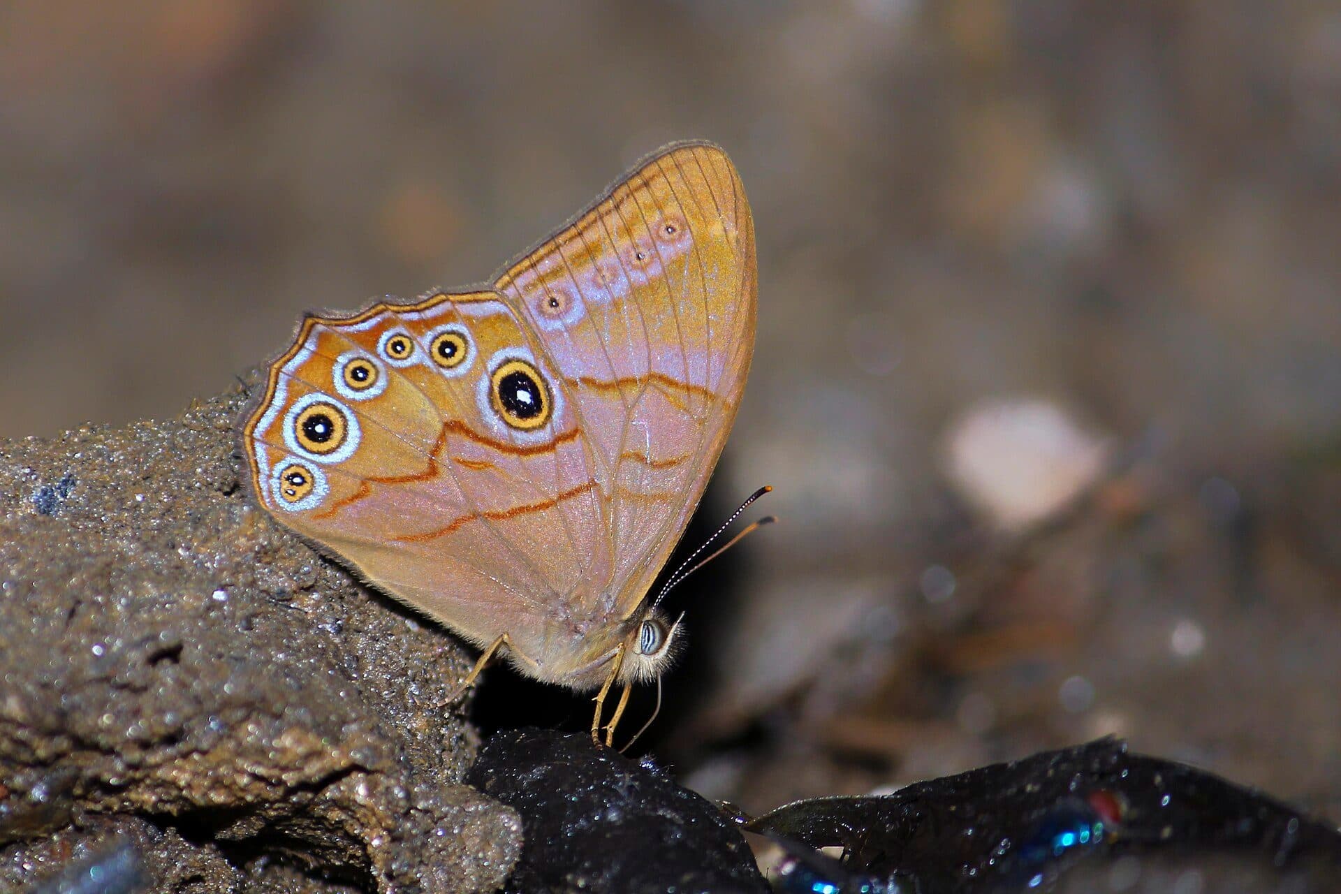 Borboleta da espécie Lethe latiaris com asas fechadas no Talle Valley