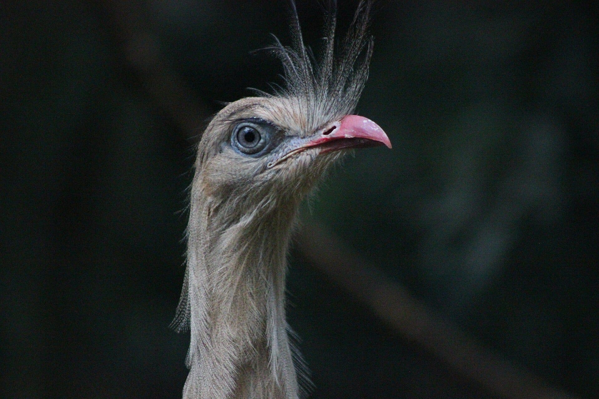 Seriema no Parque das Aves em Foz do Iguaçu