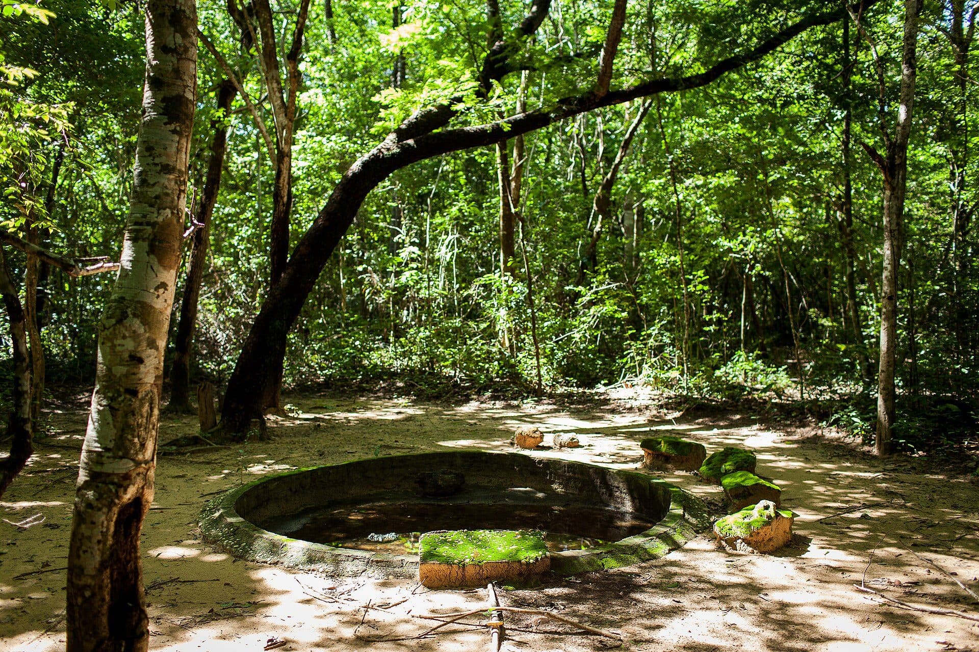 Vista da vegetação do Jardim Botânico de Teresina, no Piauí