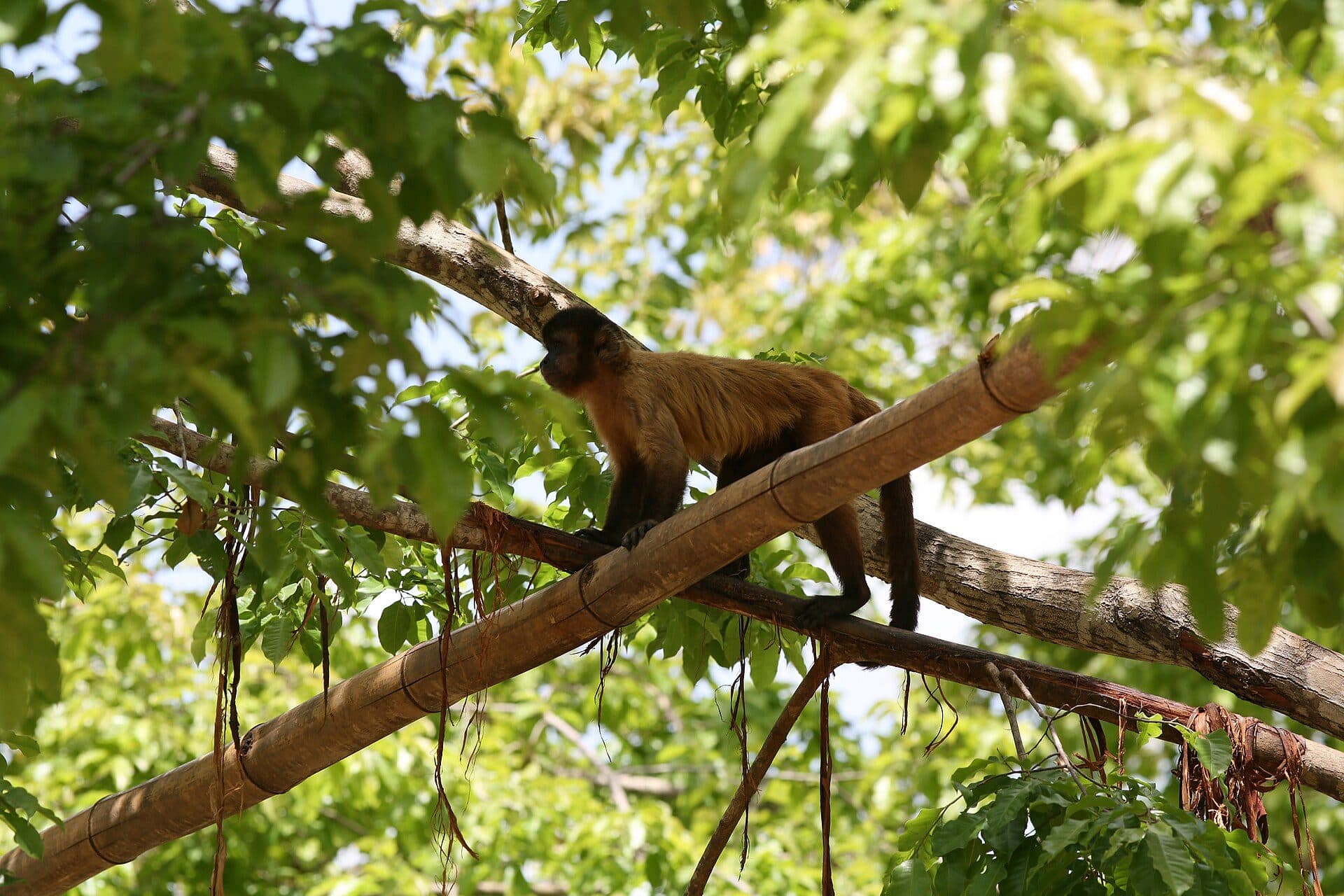 Vista da natureza no Parque Zoobotânico de Teresina no Piauí