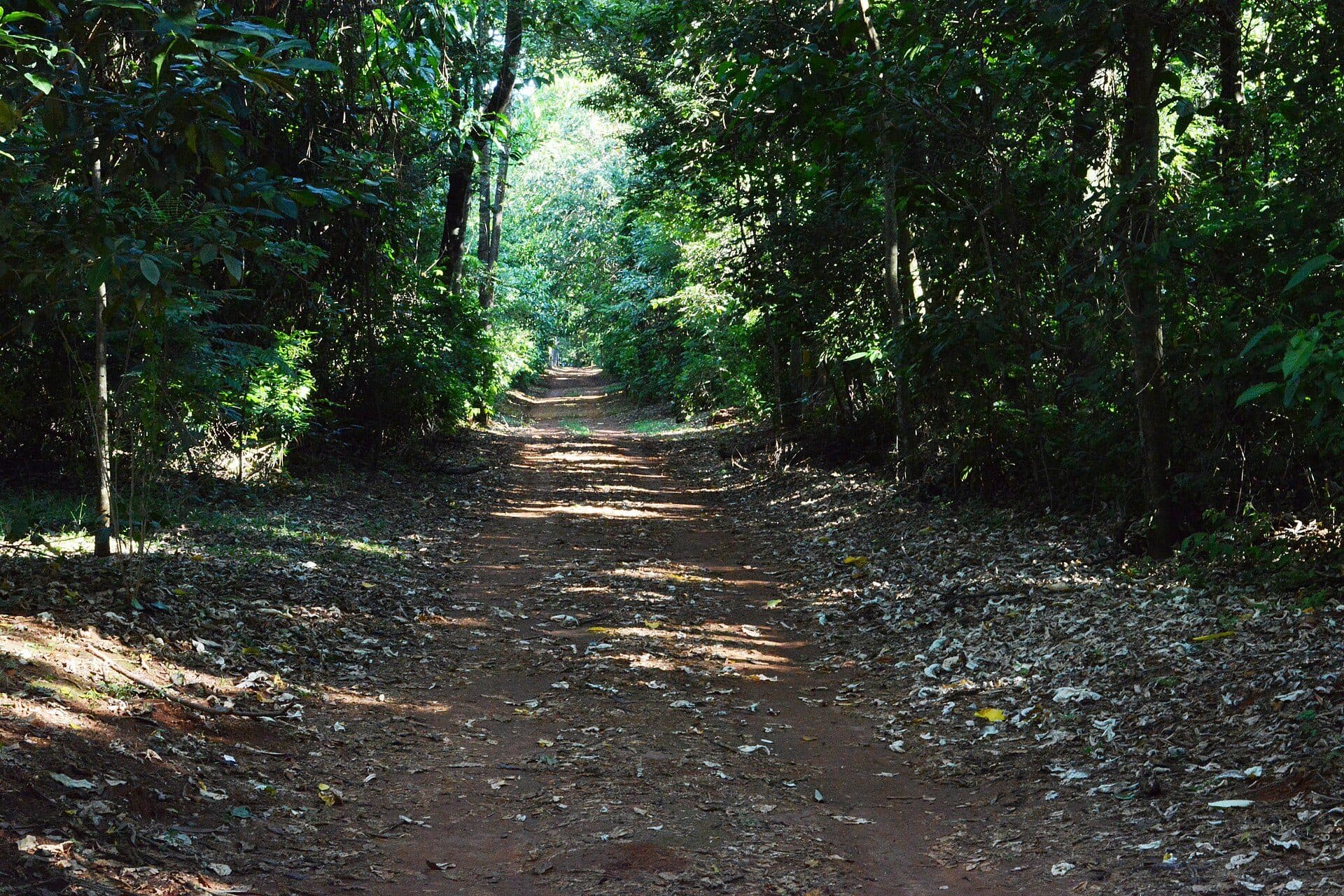 Atividades do projeto Guardiões da Mata de Santa Genebra