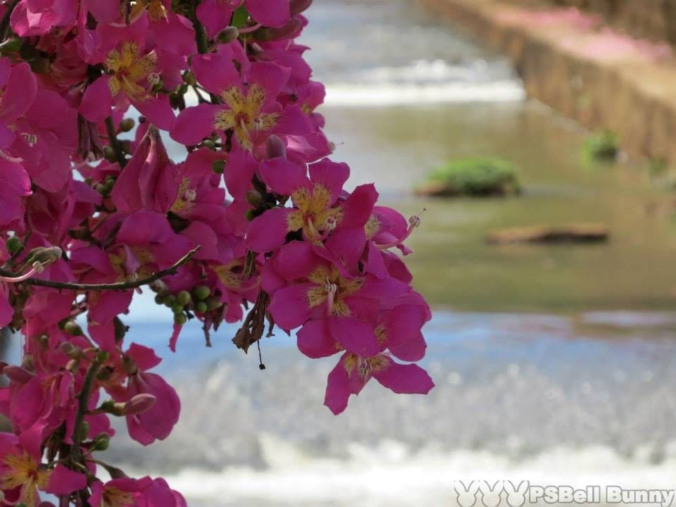 Paineiras floridas na cidade de Campo Grande, Mato Grosso do Sul