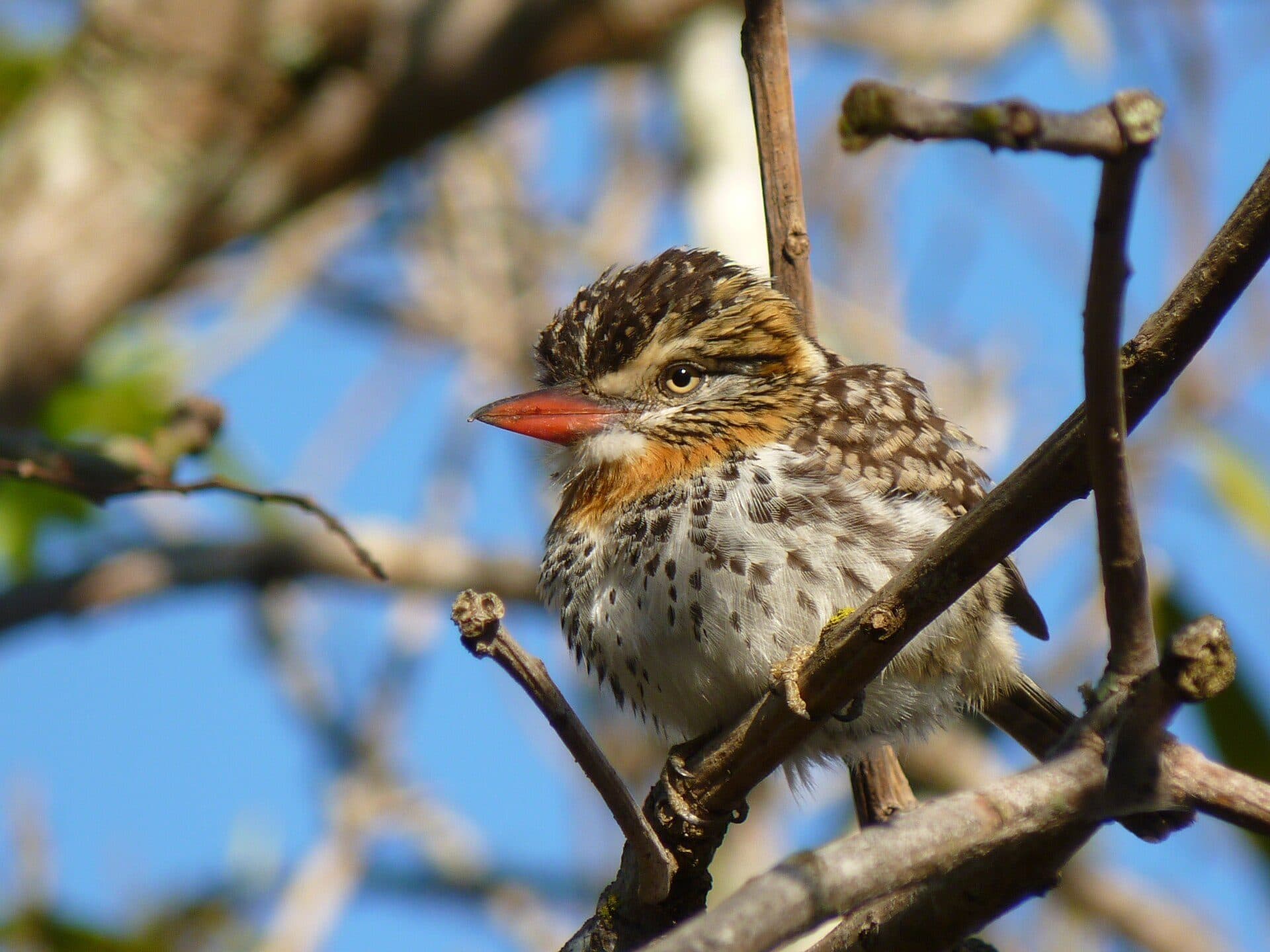 Área de vegetação natural na Reserva Ecológica do Panga