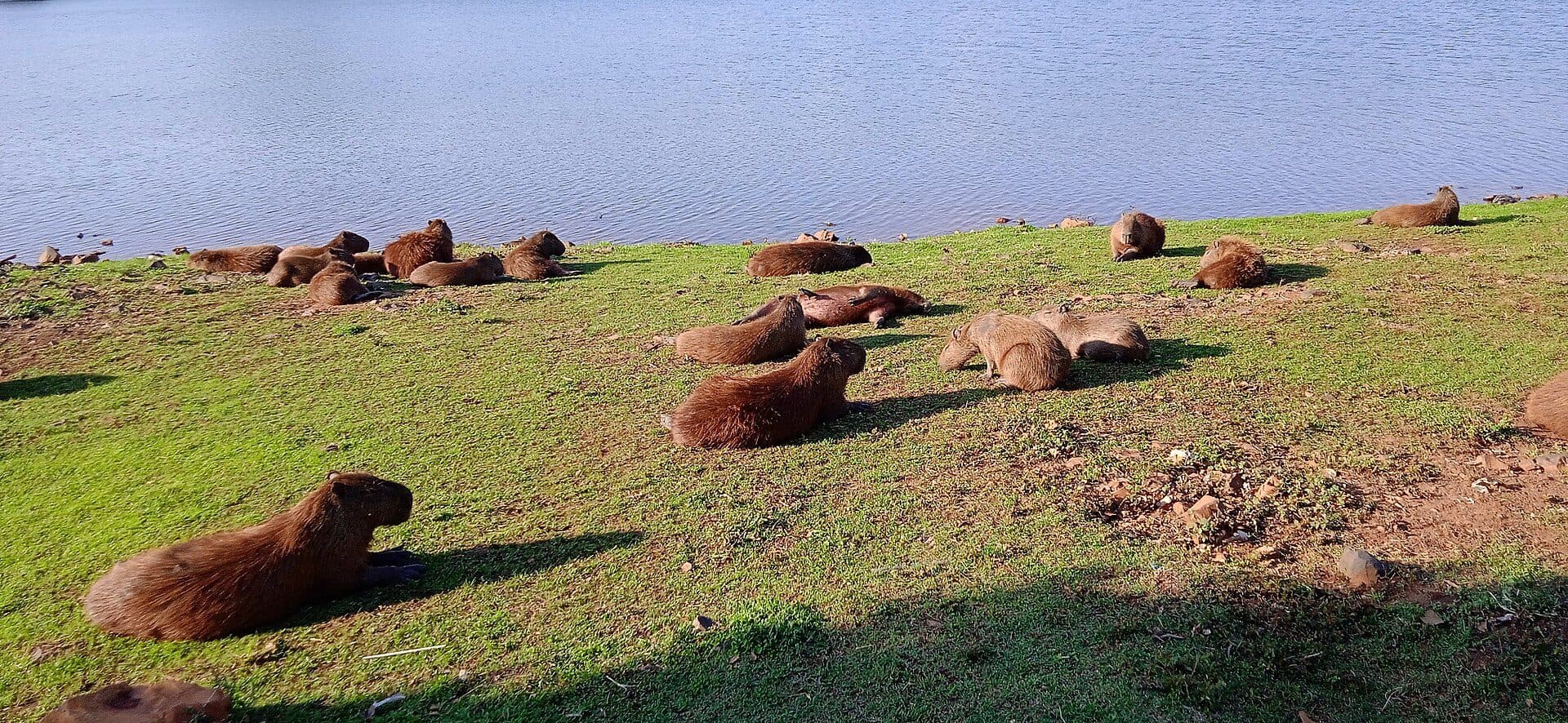 Capivaras reunidas no Parque do Sabiá