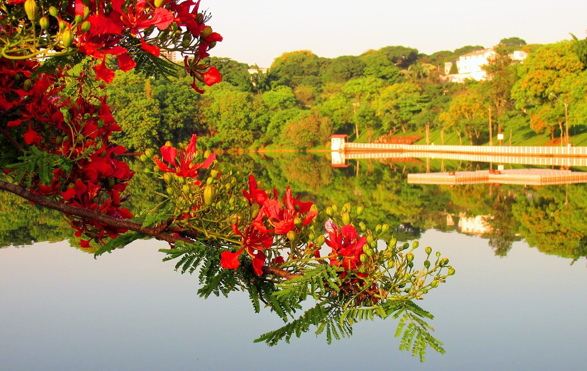 Vista do lago no Parque Alfredo Nyffeler