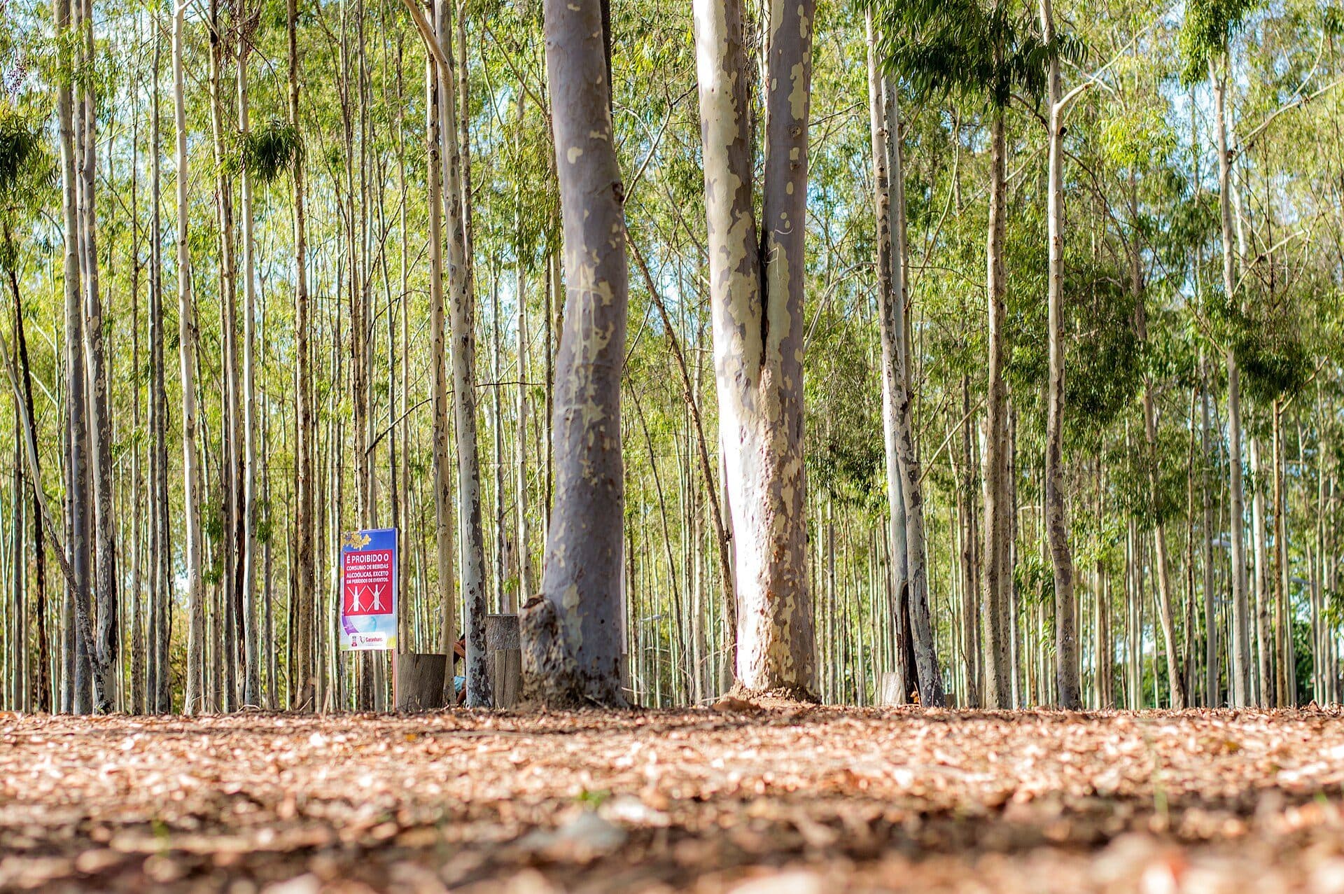 Vista da área verde no Parque Euclides Dourado em Garanhuns